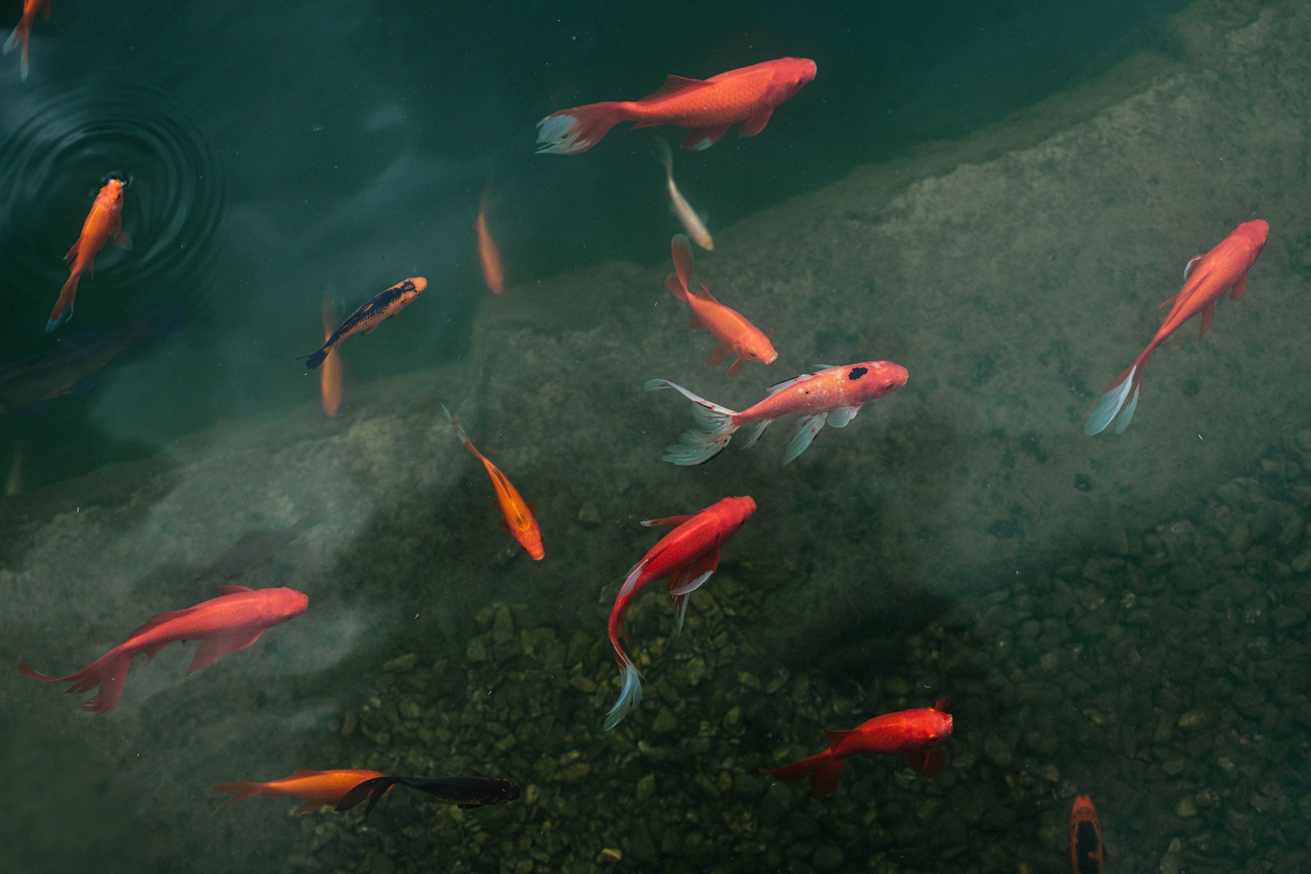 Wedding day #90. Свадебный, семейный фотограф в Рязани Лена Брант