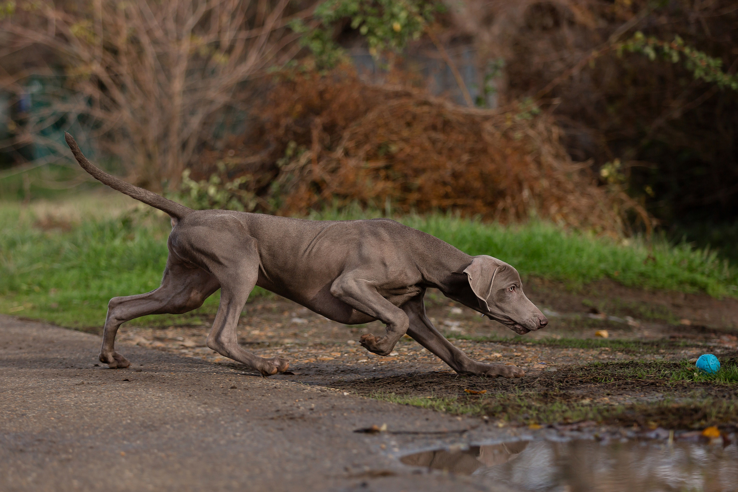 Экстерьерная съёмка Краснодар. Фотограф-анималист в Краснодаре Маша Мельникова