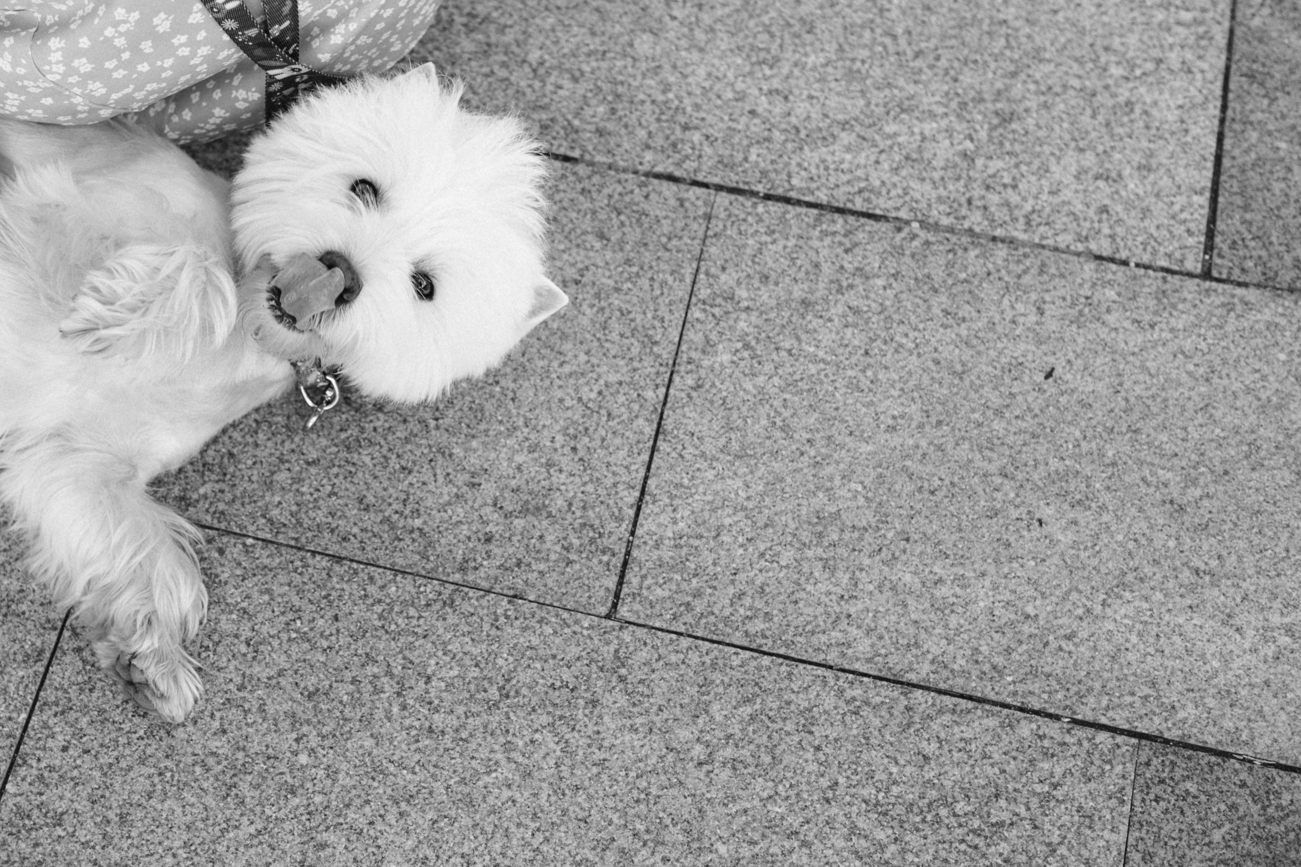 Даша и Вайт. Фотограф анималист в Москве Ольга Агушева