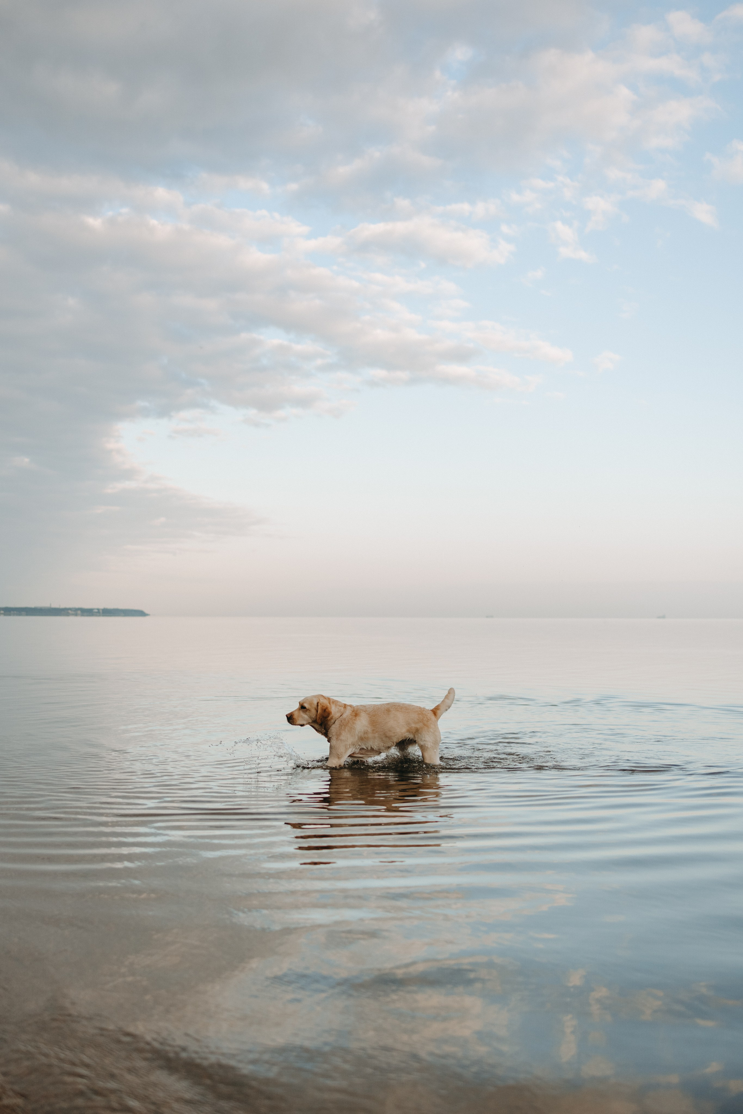 Наташа и Шани. Фотограф — Анималист | Санкт-Петербург