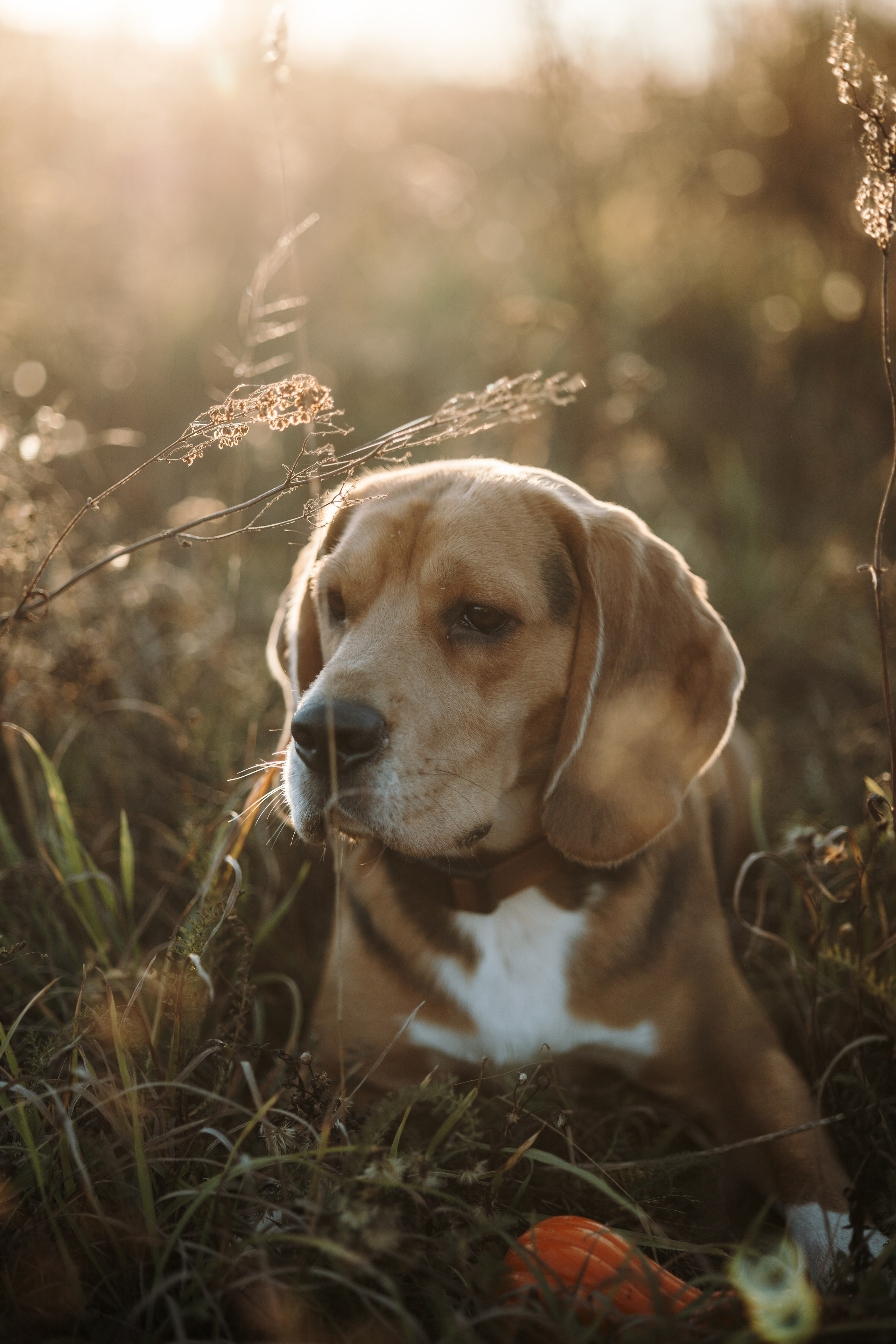 Оуджи и его семья. Фотограф — Анималист | Санкт-Петербург