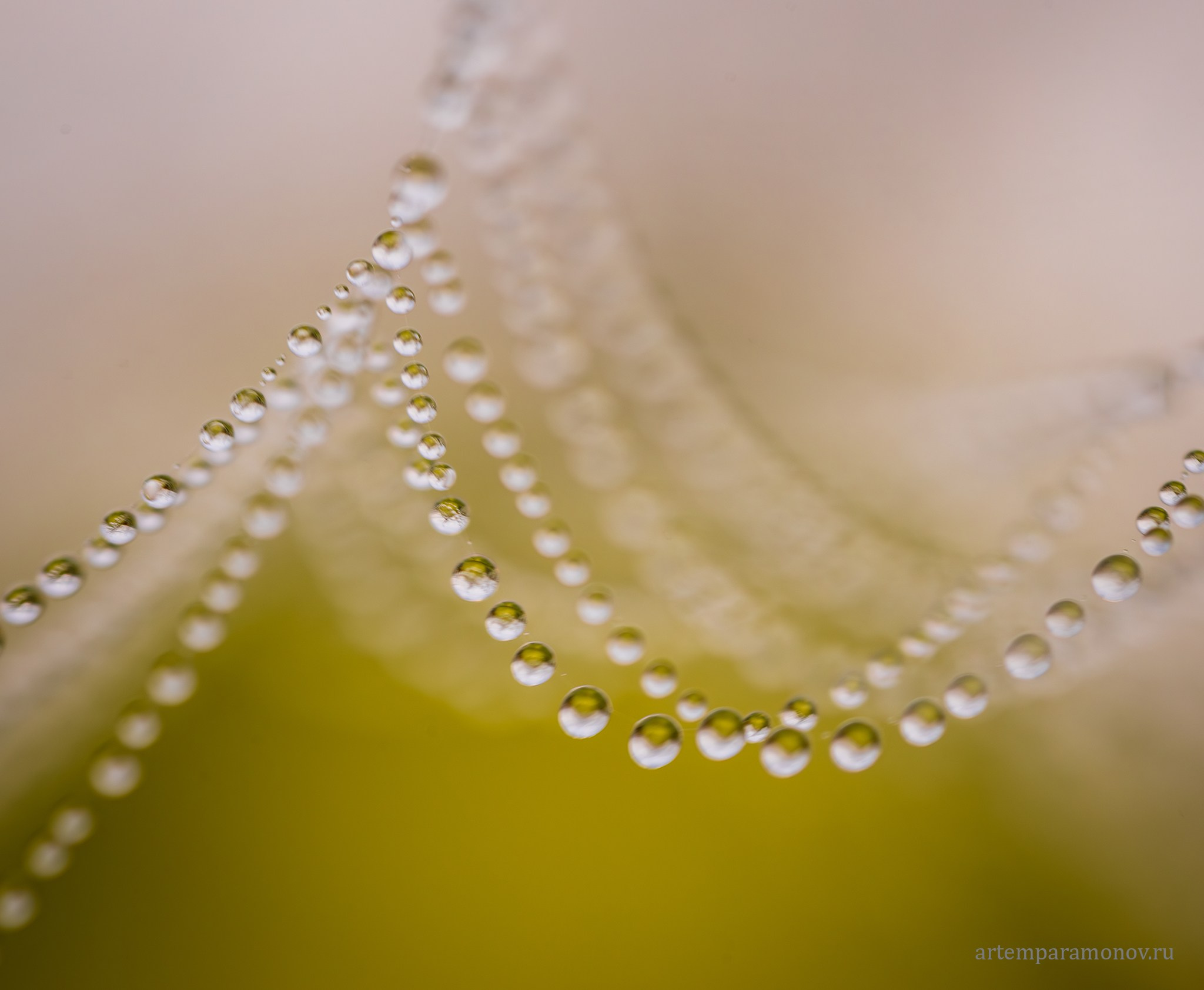 Макрофото. Фотохудожник Артём Парамонов