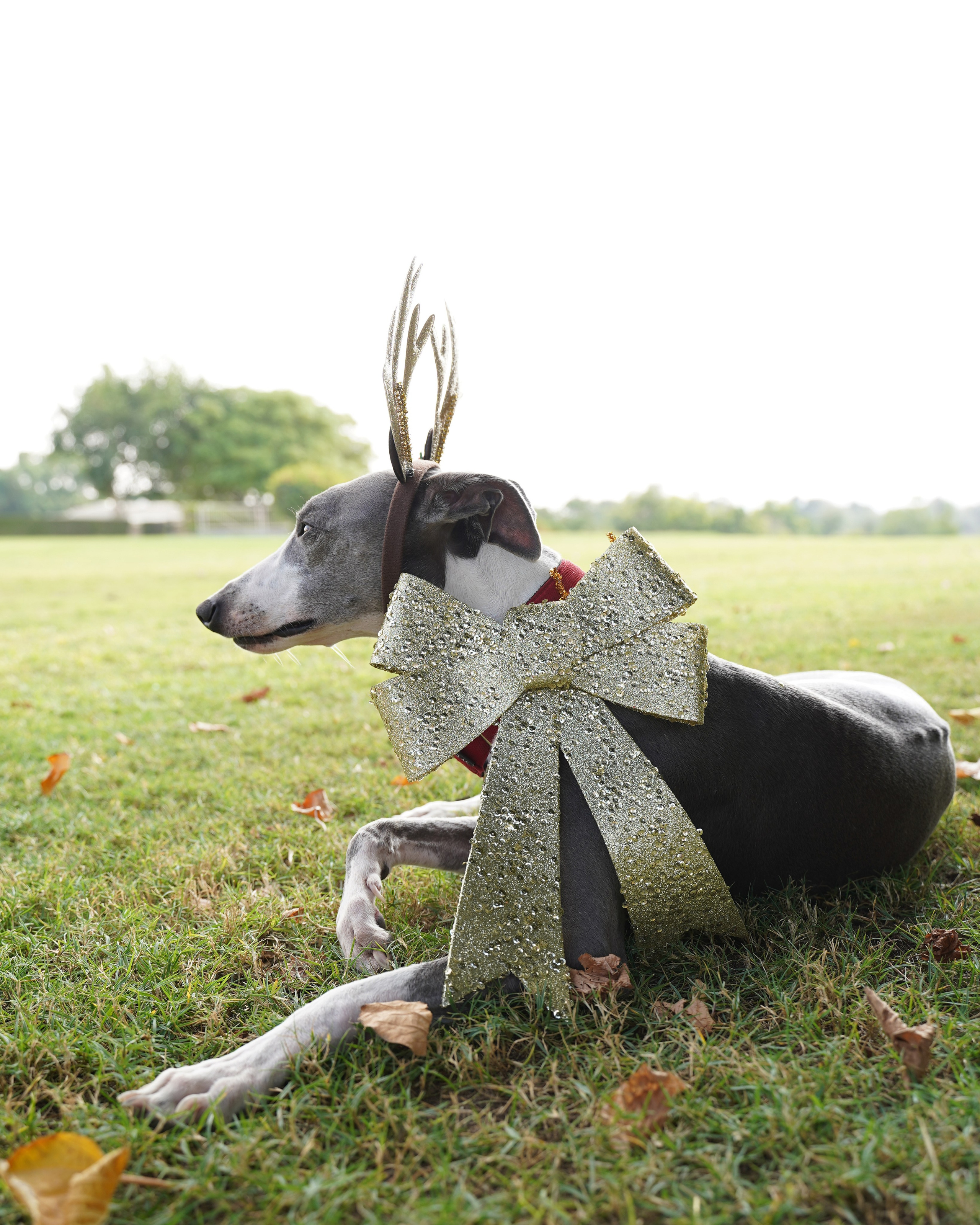 Dogs Christmas trees. Katyavasileva