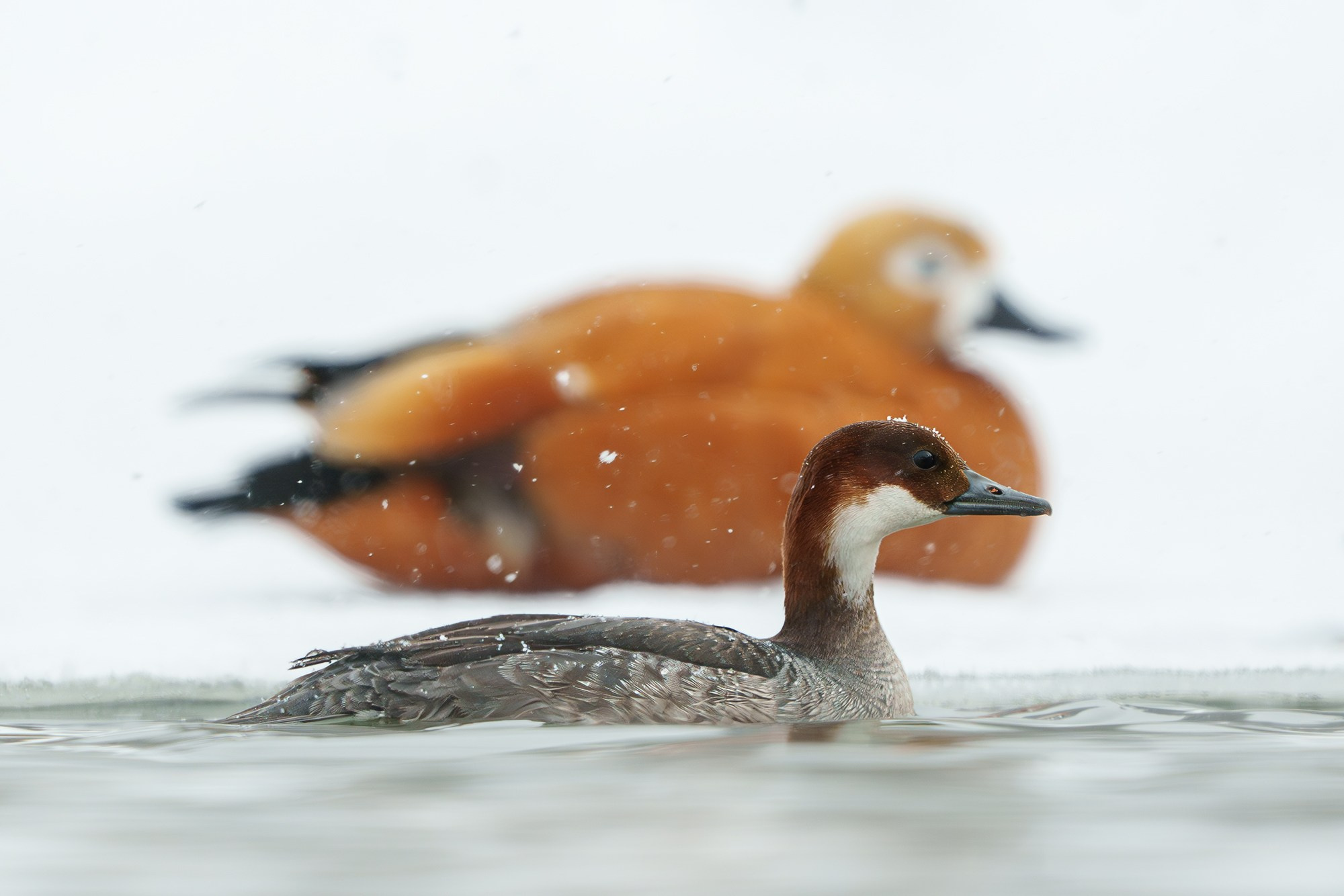Удивительные мир птиц. Вокруг нас столько прекрасного — присмотритесь!. Ваш личный фотограф Марина Волкова