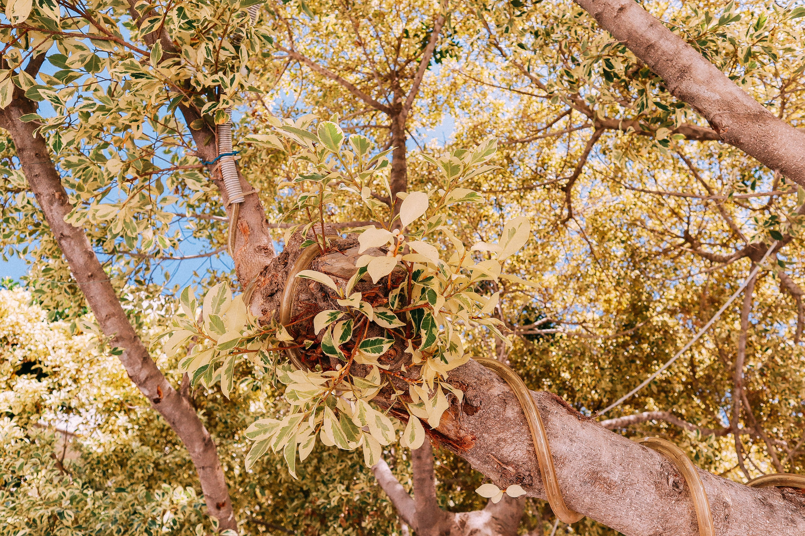 Крит. Аня Степанова