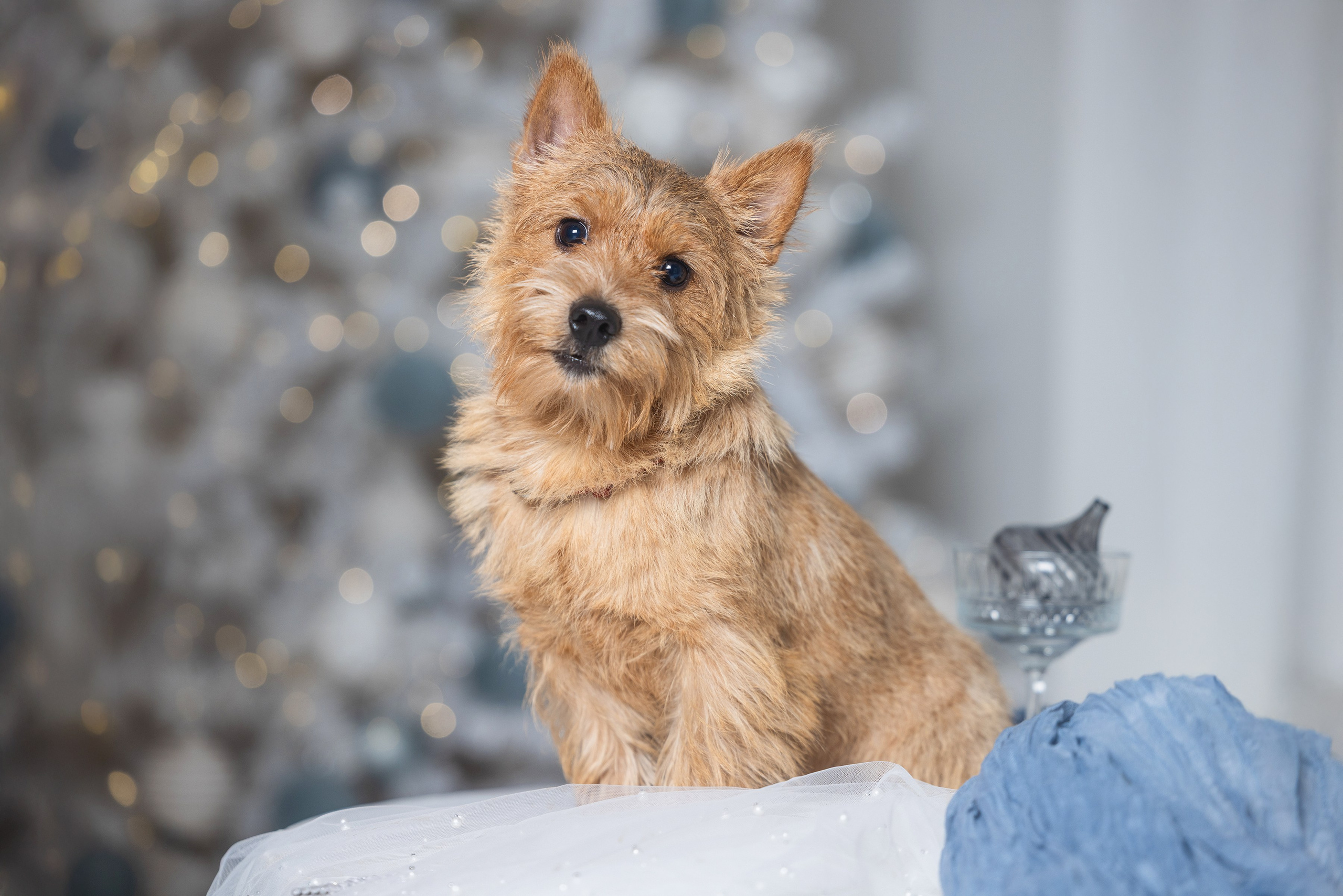 Хвостатый Новый Год. Фотограф Алена Звездина