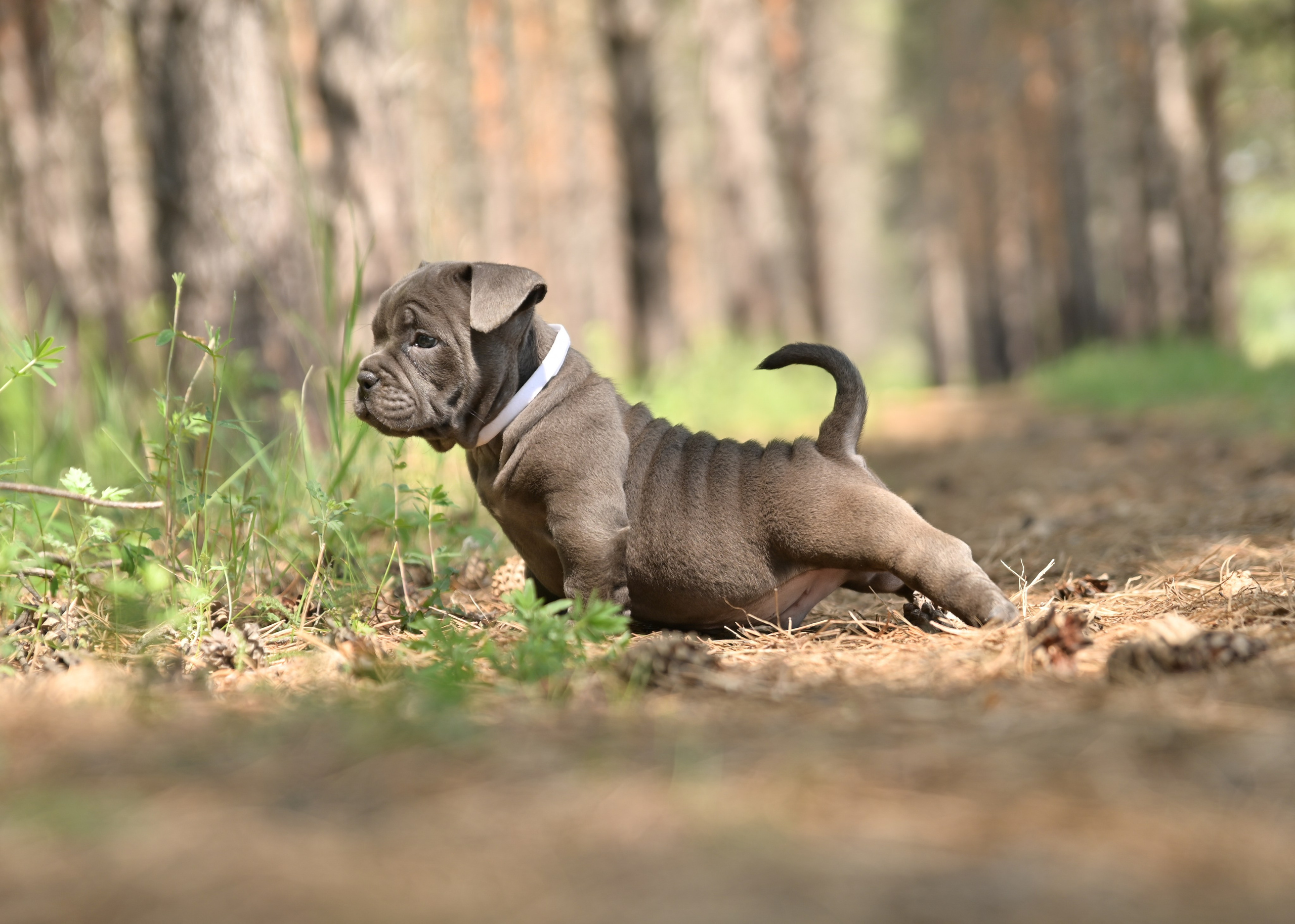 Свободные щенки Американский Булли в Иркутске. Питомник собак Иркутск