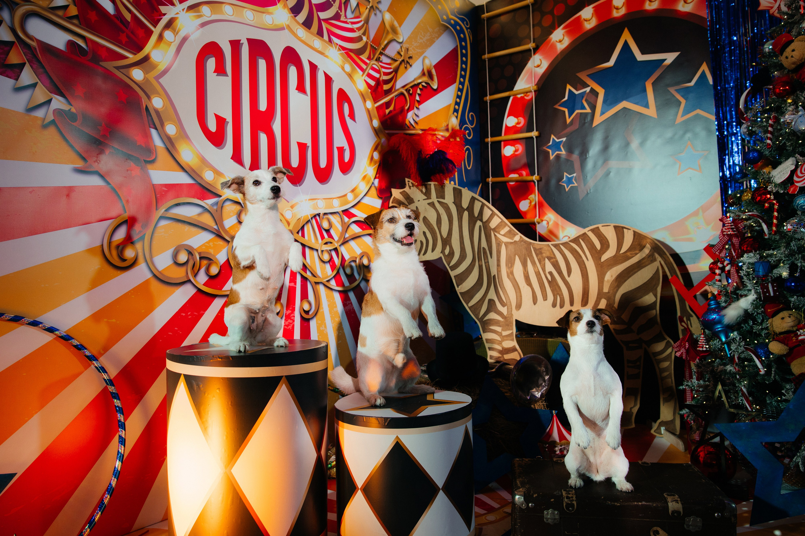 Репортаж. Свадебный фотограф Минск РБ