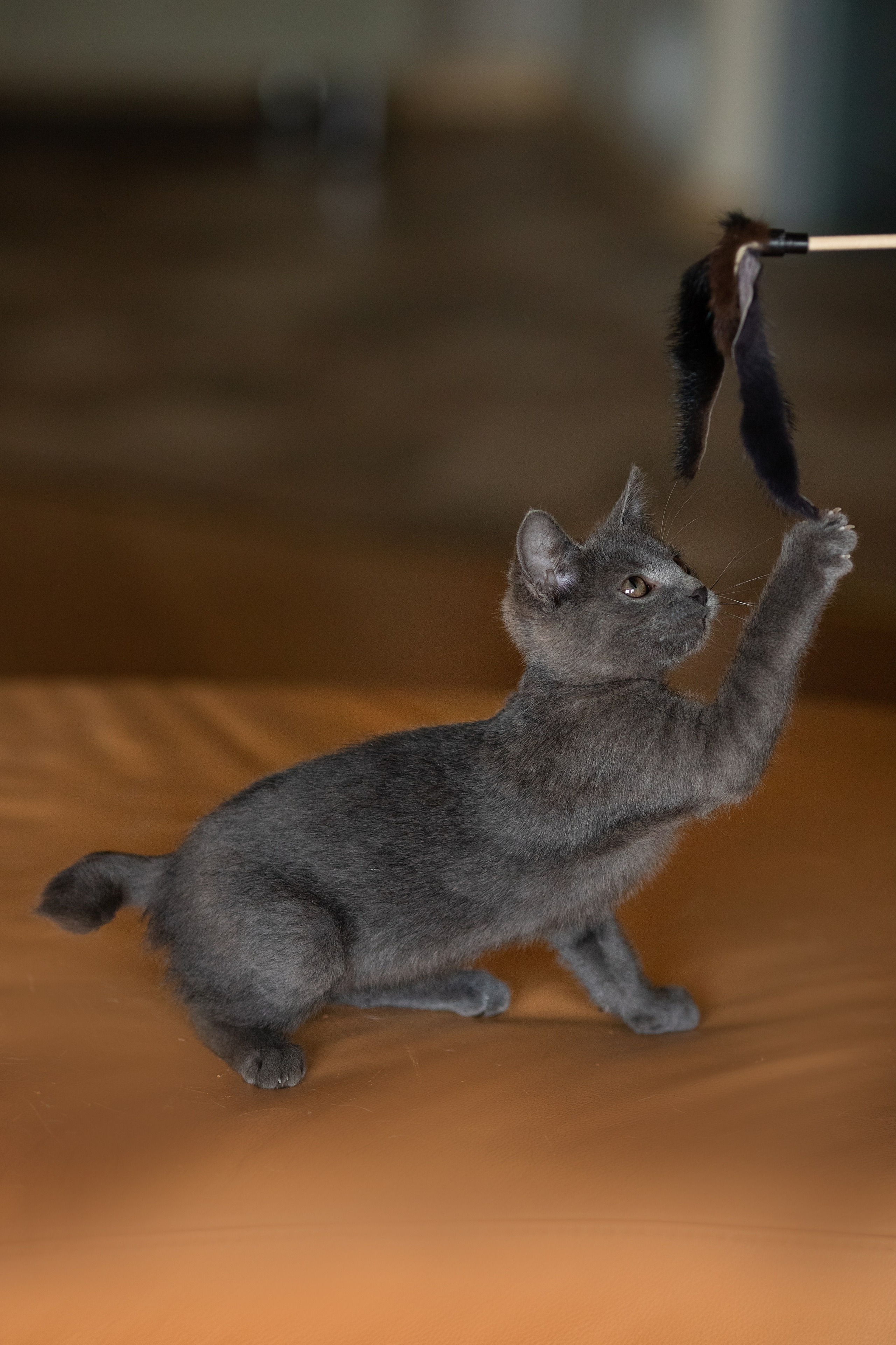 Котята в добрые руки. Арт фотограф в Минске Анастасия Корбут