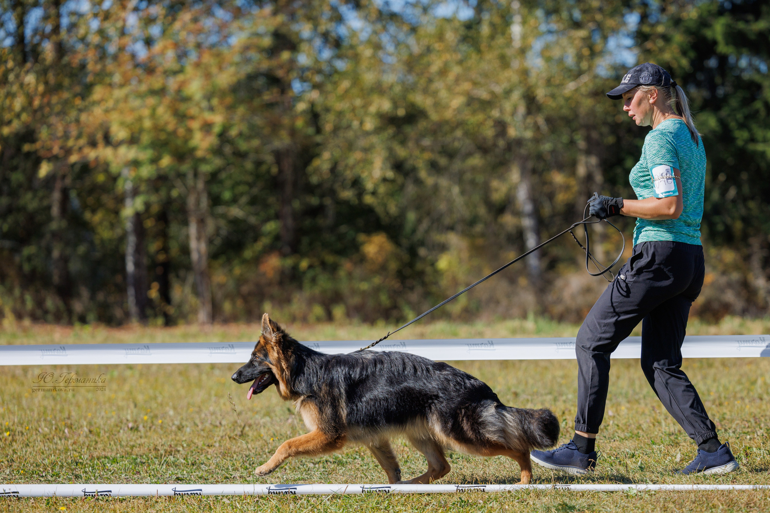 Тверь немецкие овчарки 22.09.2024. Фотограф-анималист Юлия Германика