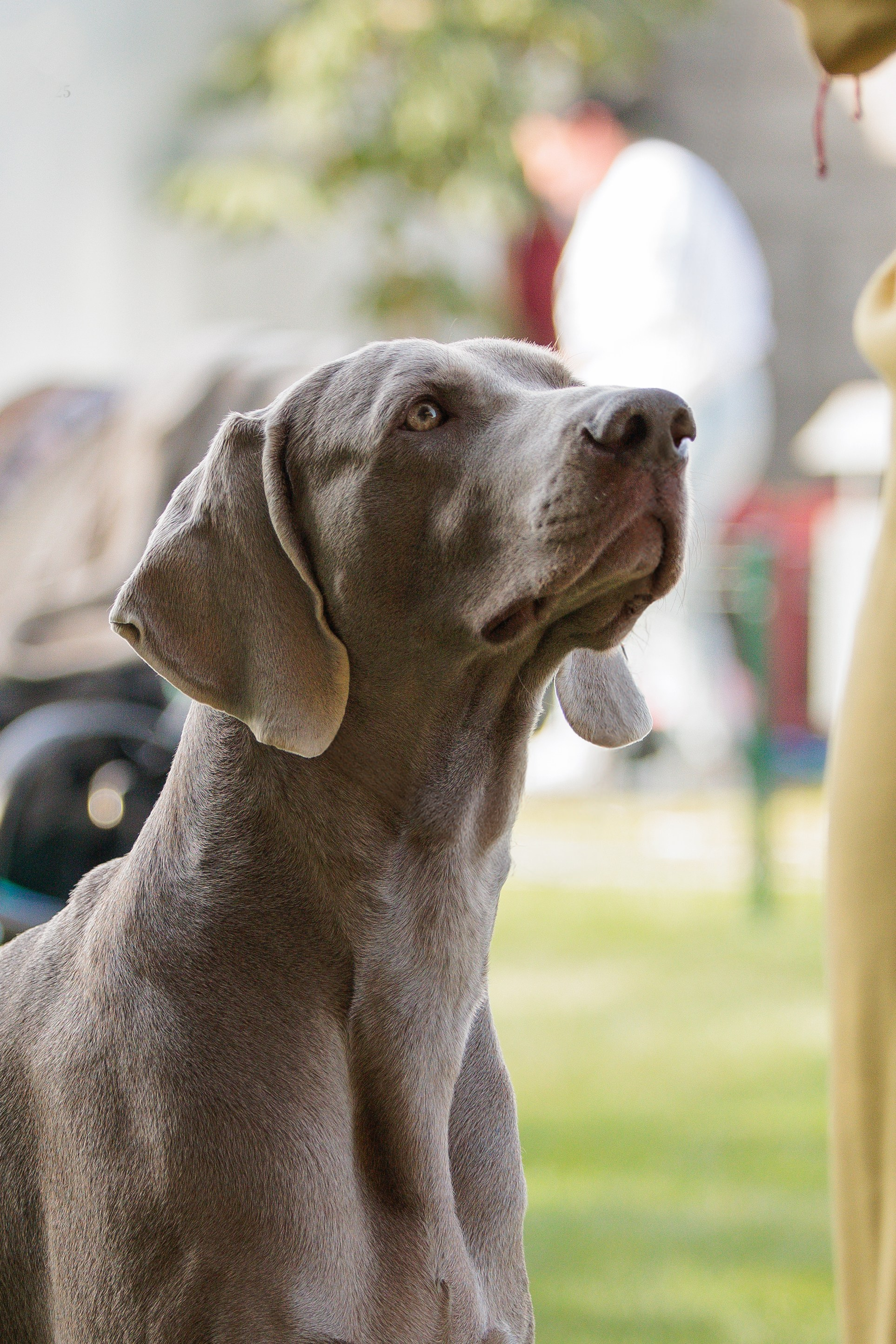 Бишкек 3х CACIB 26-28.09.2025