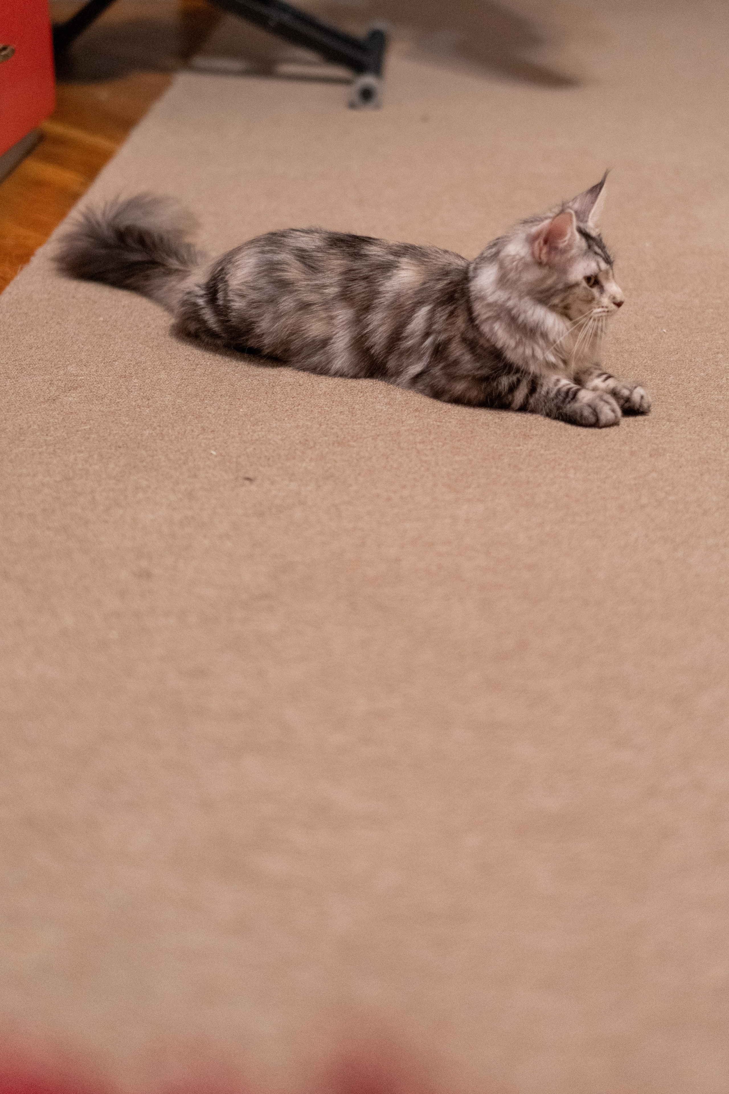 «Белка» — проба на tilt-shift 24 мм. Роман Свободный — интерьерная и архитектурная съёмка, Москва и МО