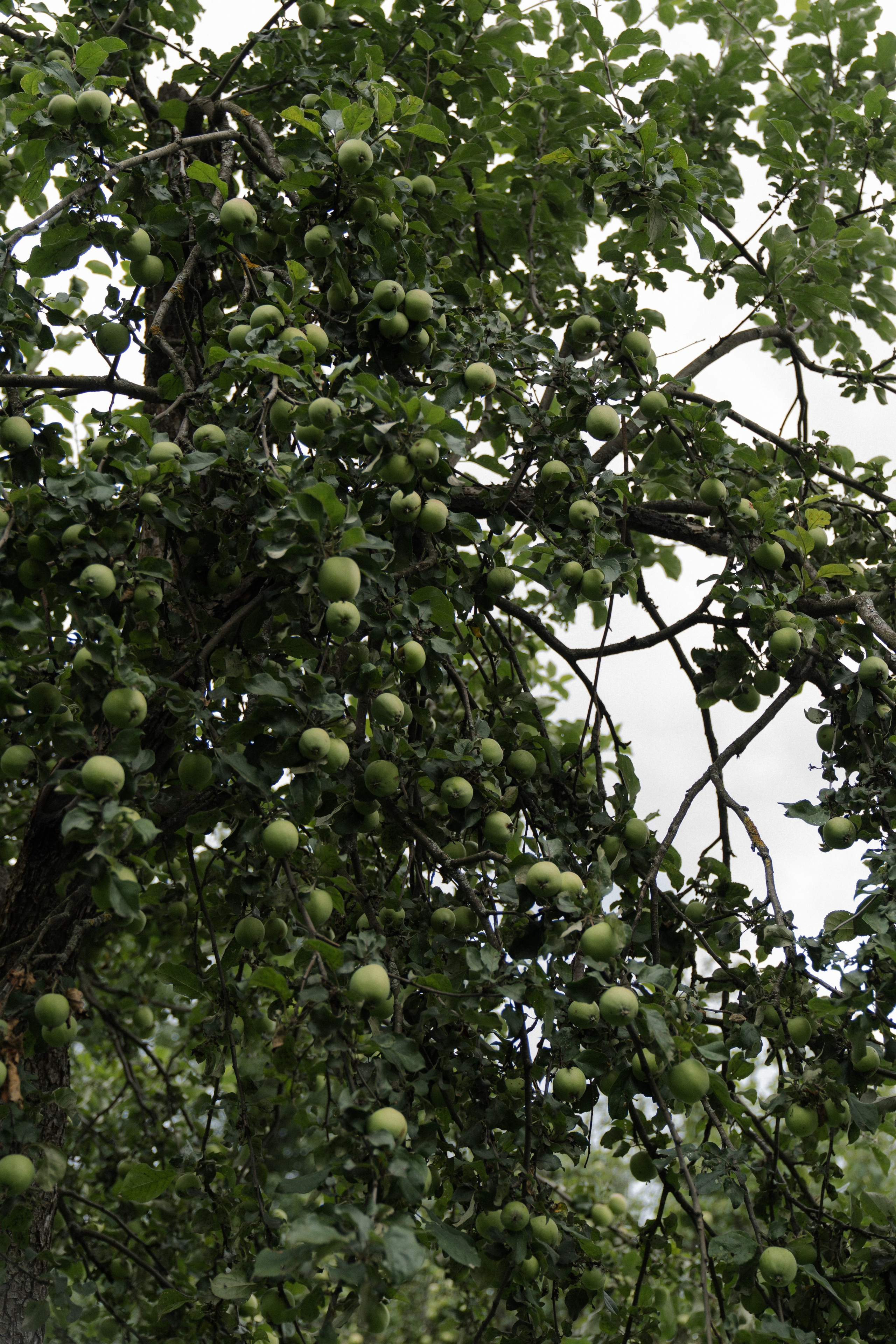 APPLE WED. Свадебный фотограф Наташа Брифли