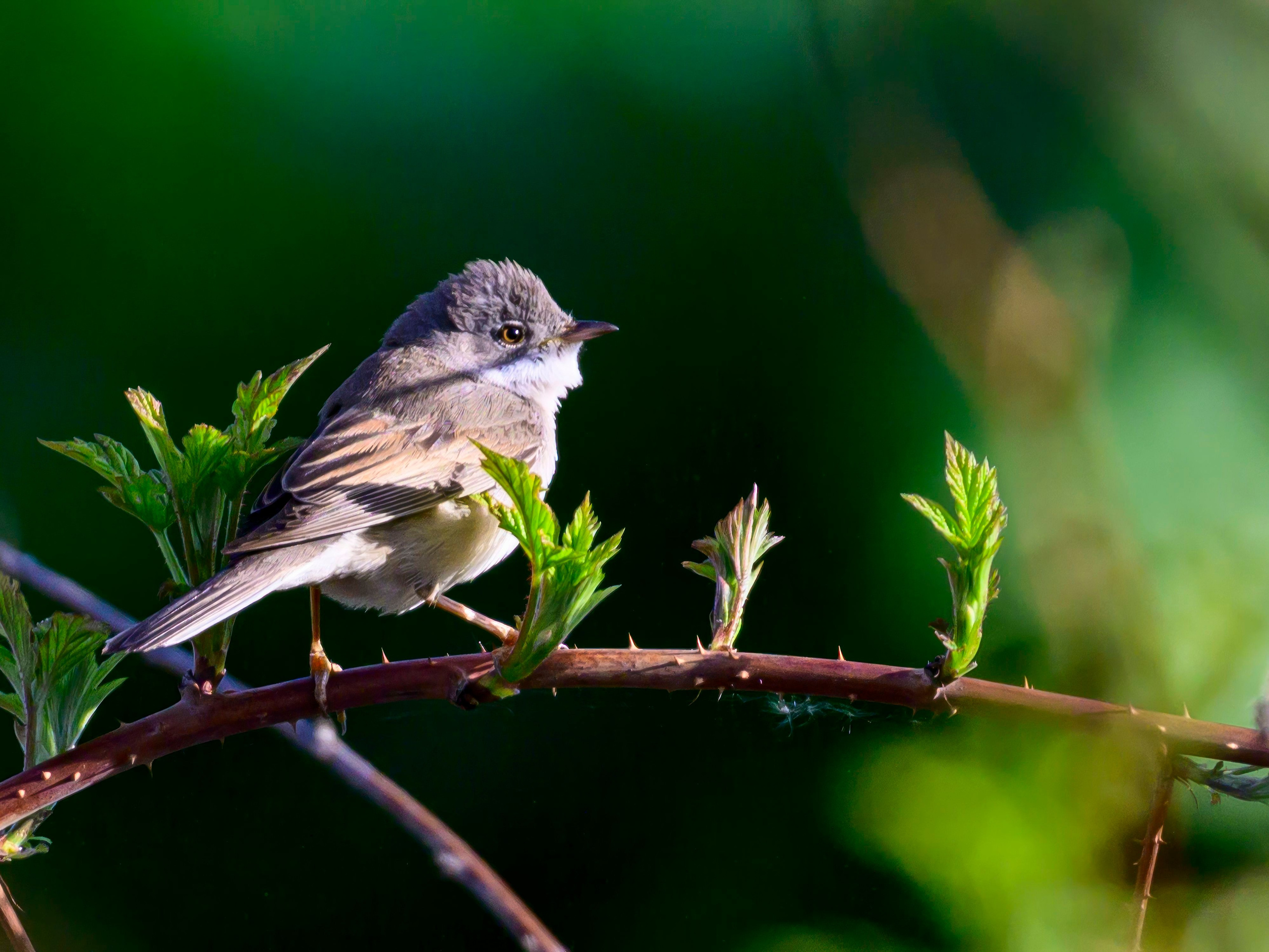 На прудах. Wildlife photography by Sergey Puponin