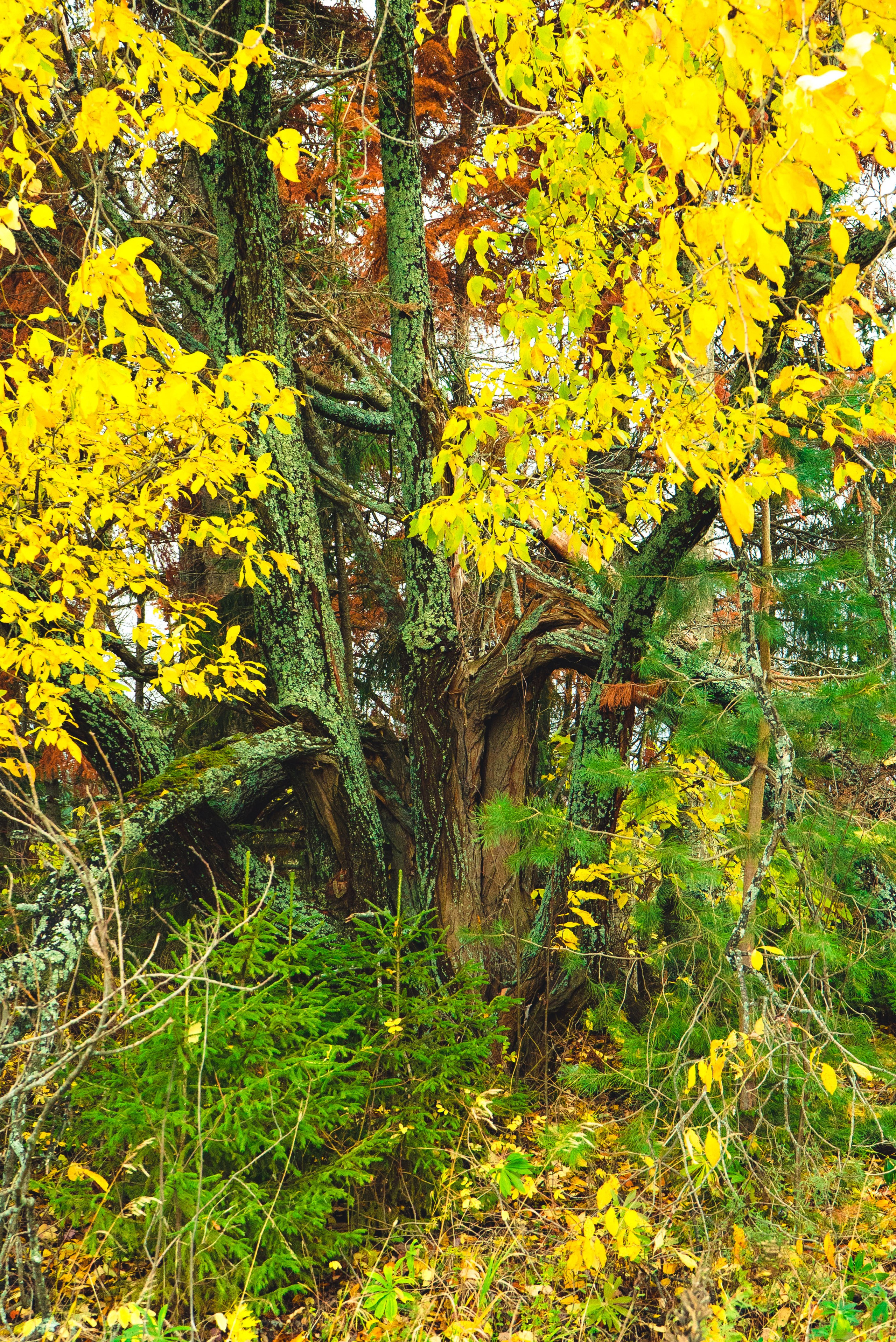 Фотографии Природы Урала, Пермского края, Хохловка. Мари Линёк-Стельмах Фотохудожник Санкт-Петербург/Урал