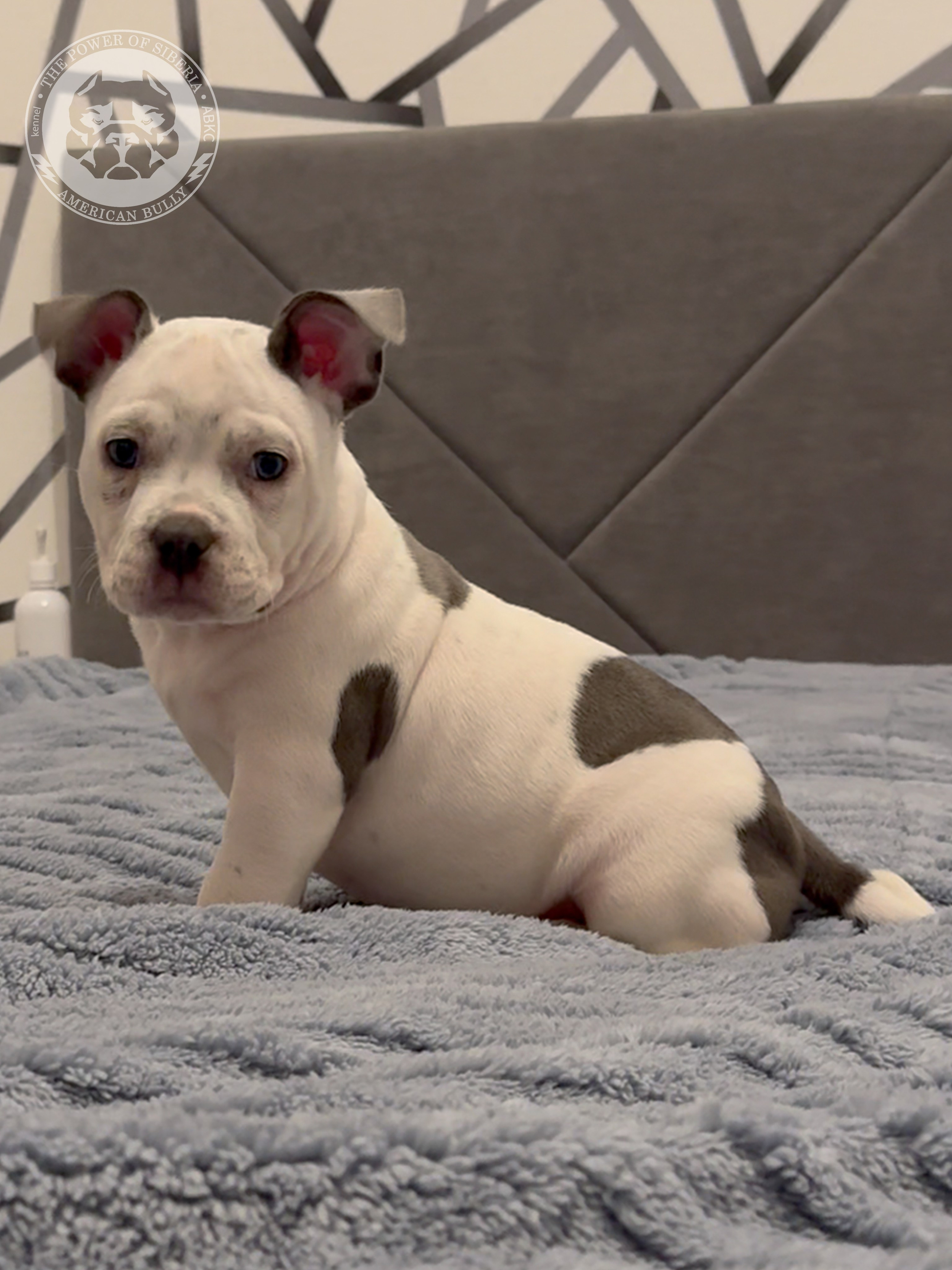 Свободные щенки Американский Булли, в типах покет, классик, стандарт. Американский Булли в г. Ростов-на-Дону. Питомник THE POWER OF SIBERIA