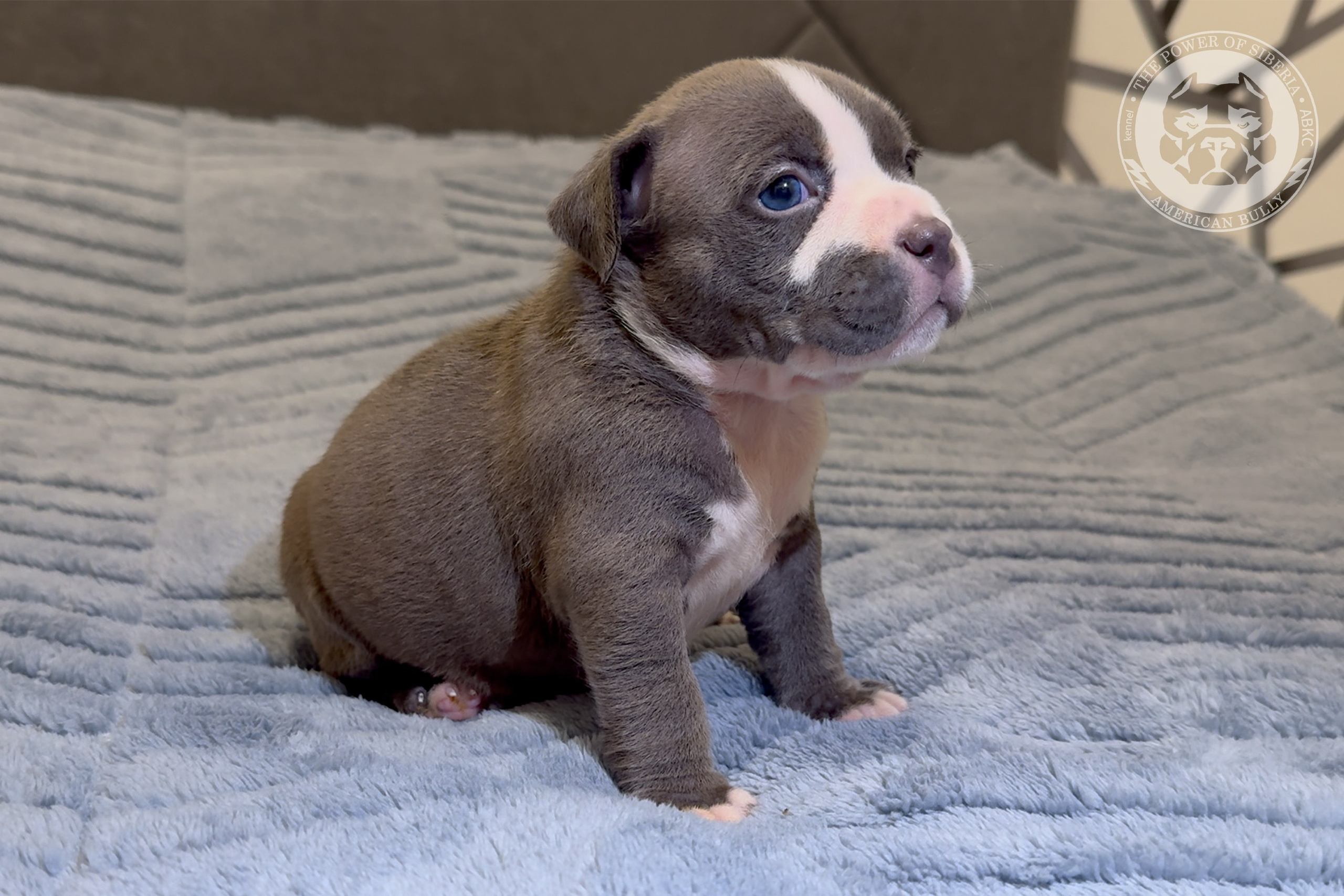 Свободные щенки Американский Булли стандарт и Свободные щенки Американский Булли классик. Американский Булли в г. Ростов-на-Дону. Питомник THE POWER OF SIBERIA