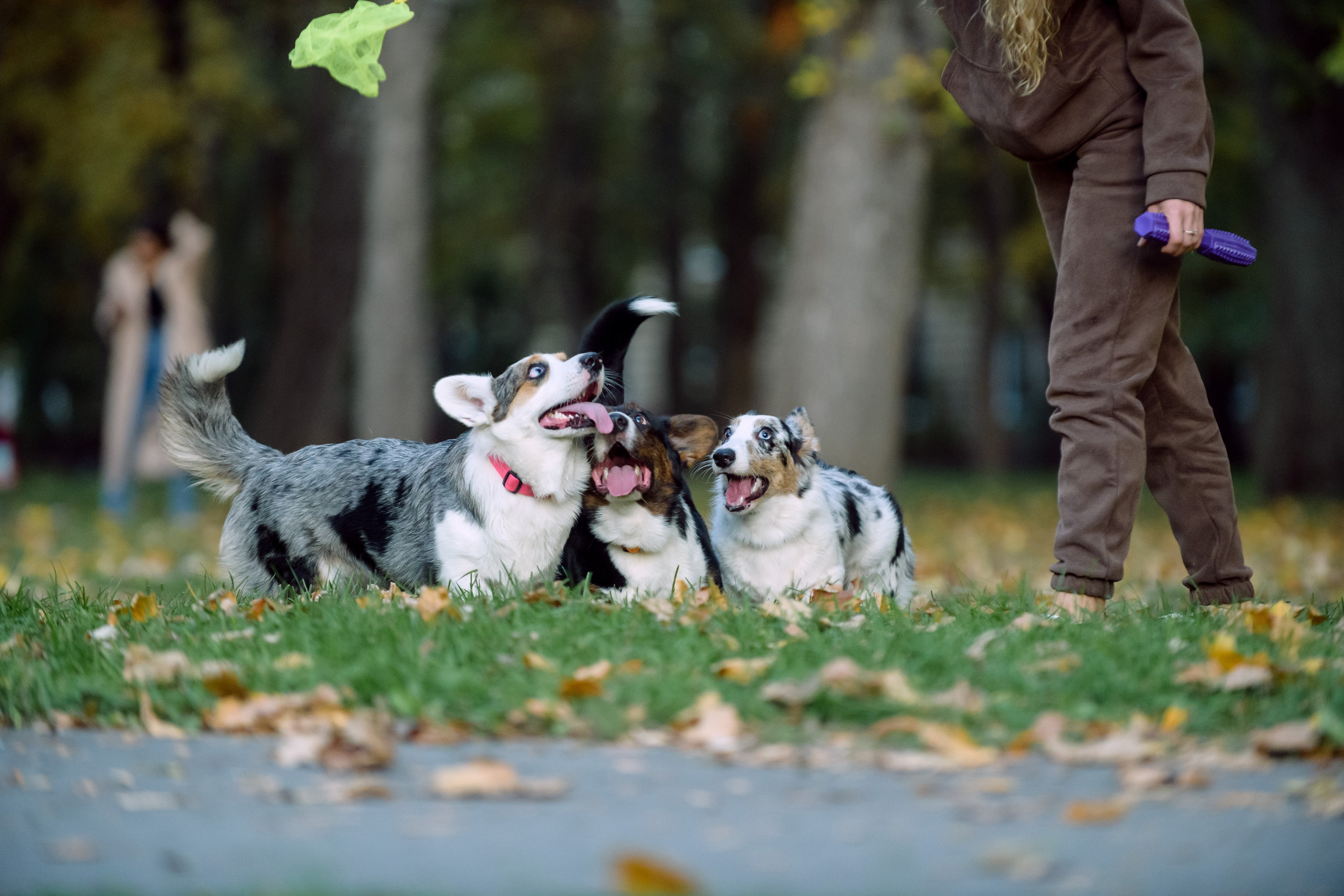 Оля и Ваня с собаками. Фотограф в Ростове-на-Дону Маркер Елена