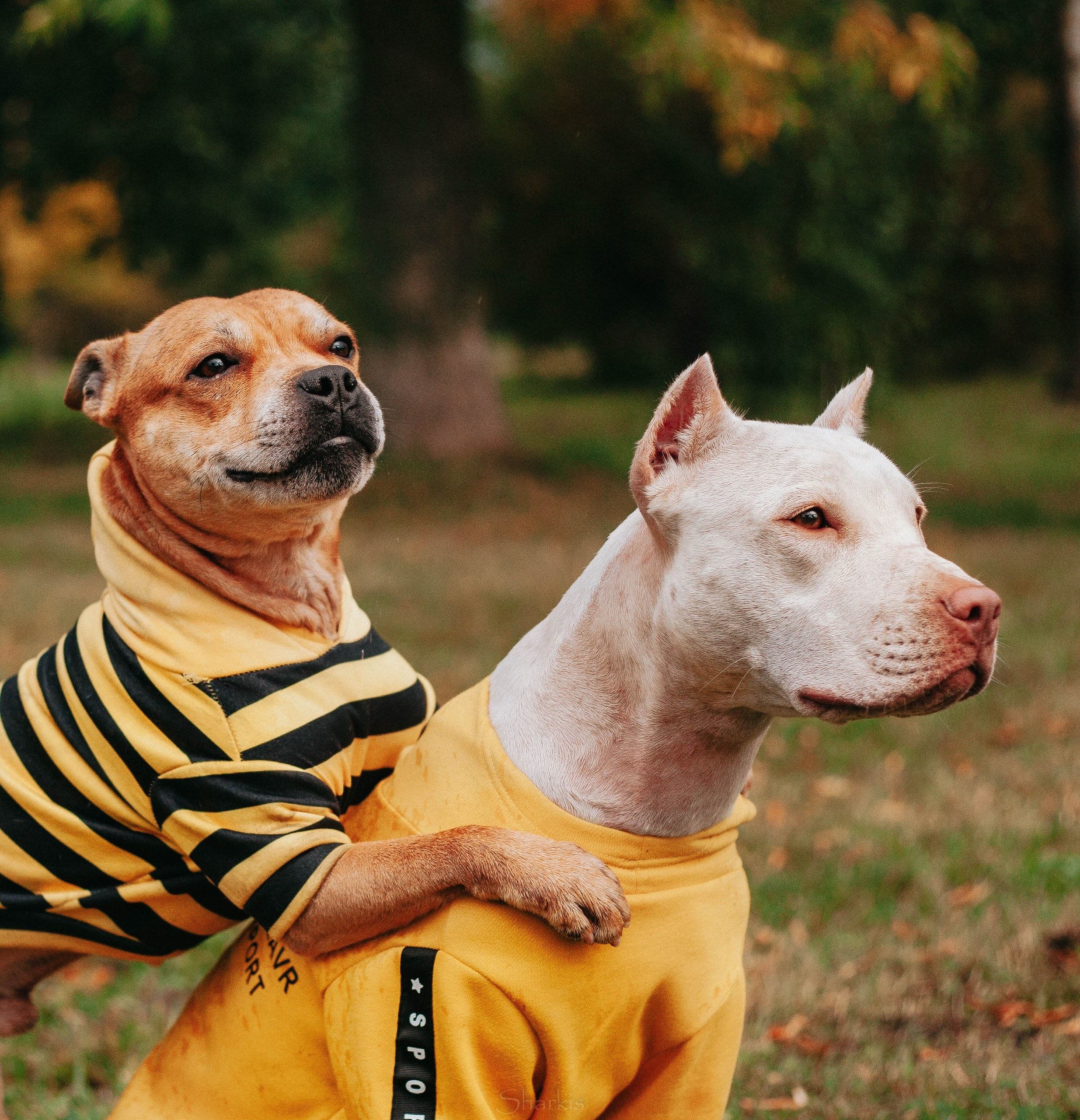 Шмель и Дрель. Фотограф Елизавета Филатова