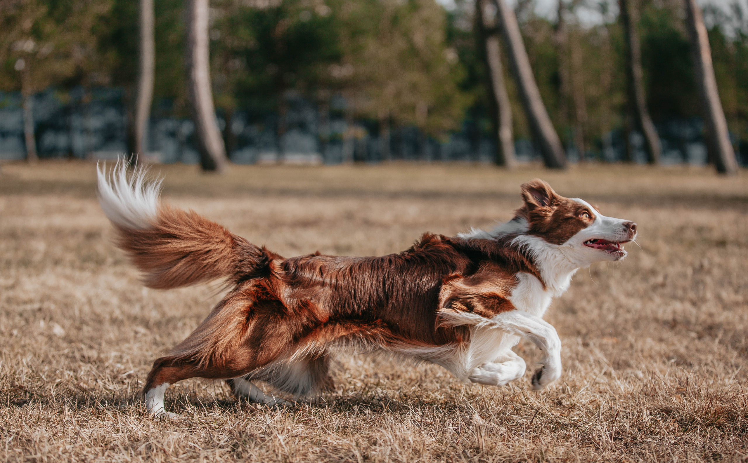 Бордюха, Лора, Берта, Мета. Главная