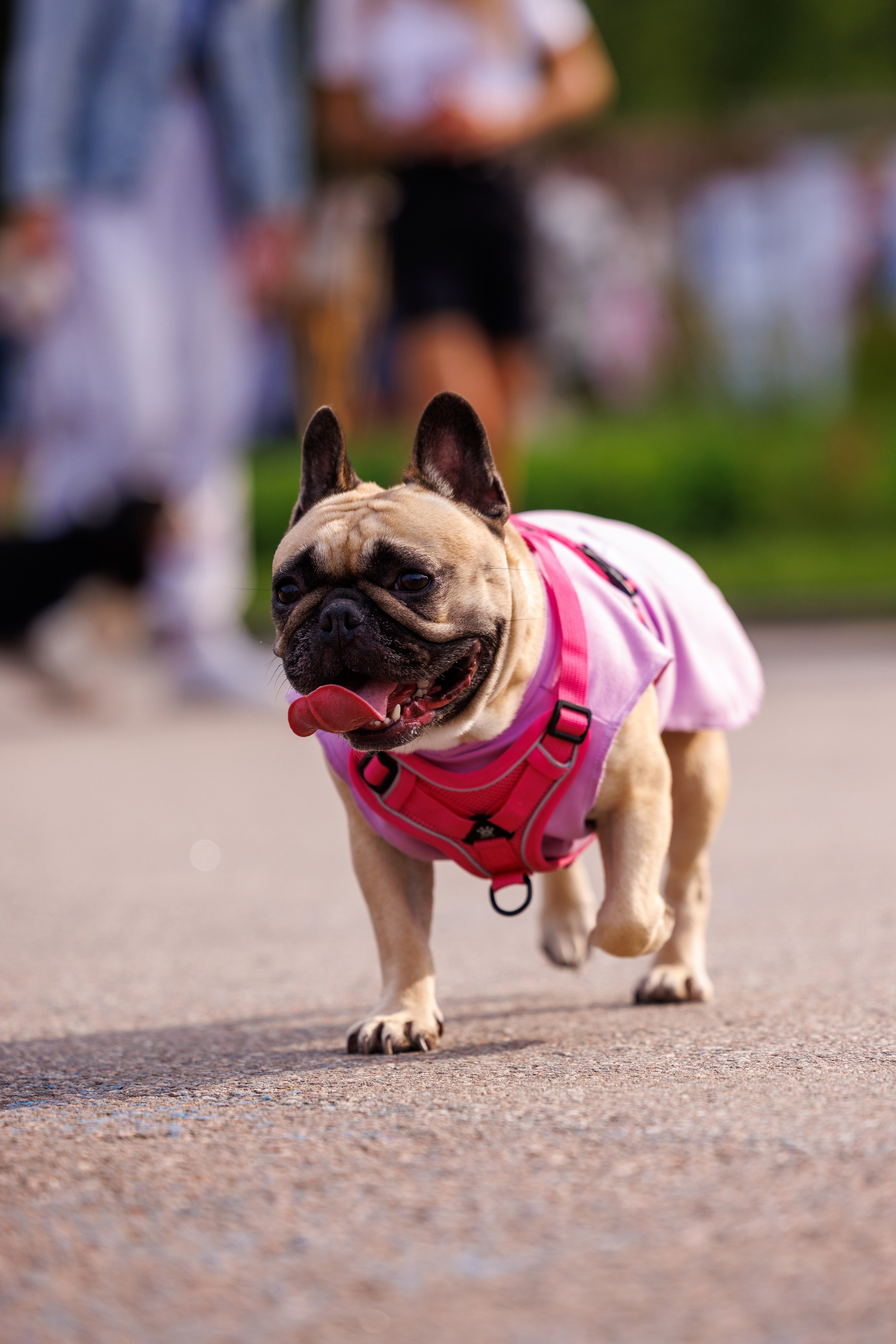 PetShopDays2026. Фотограф Александр Заломаев