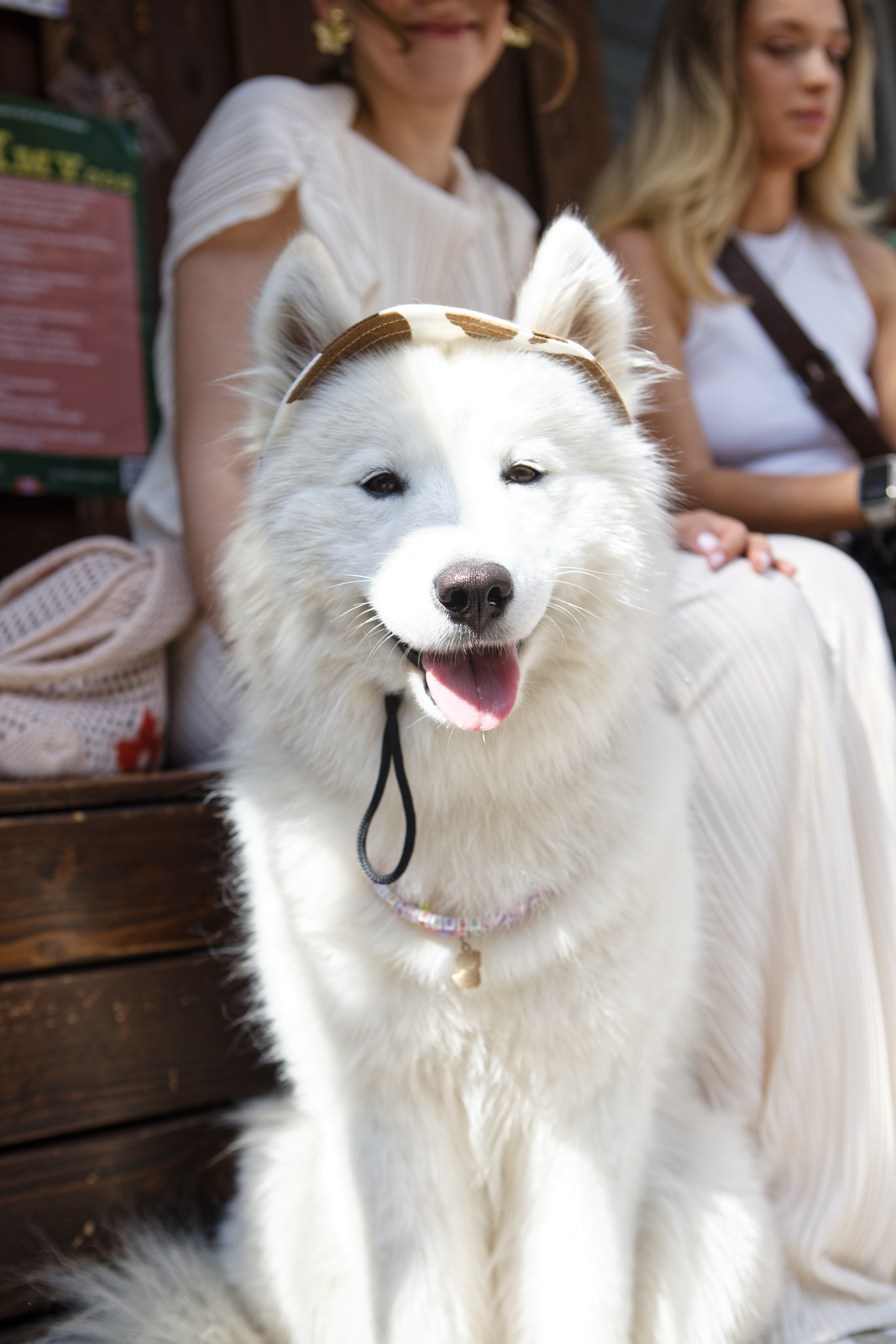 Вечеринка для собак Oh my dog 20.07.2025. Репортажный и спортивный фотограф в г. Пермь Зильберг Павел