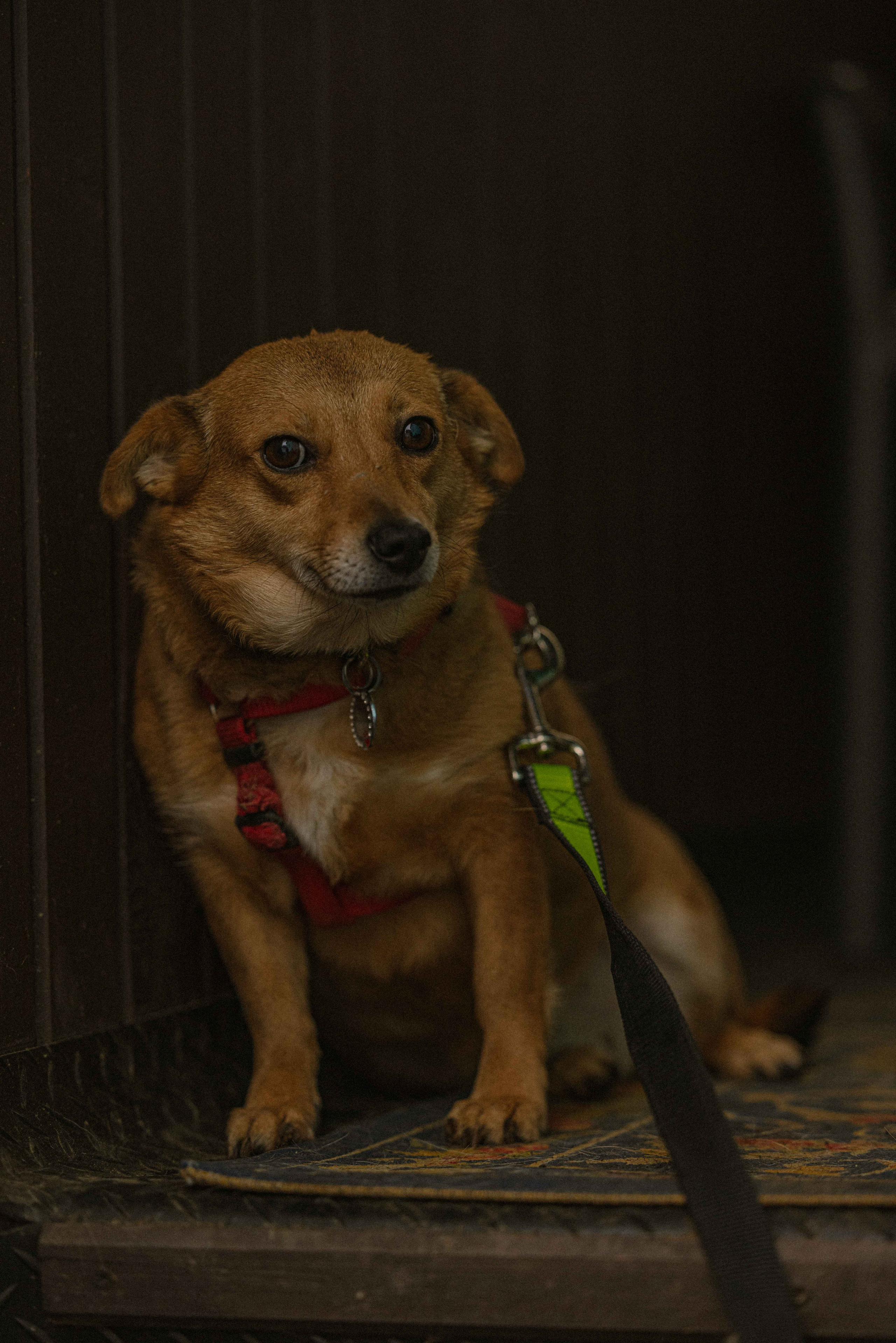 Передержка. Фотограф-анималист в Москве Лера Черноног
