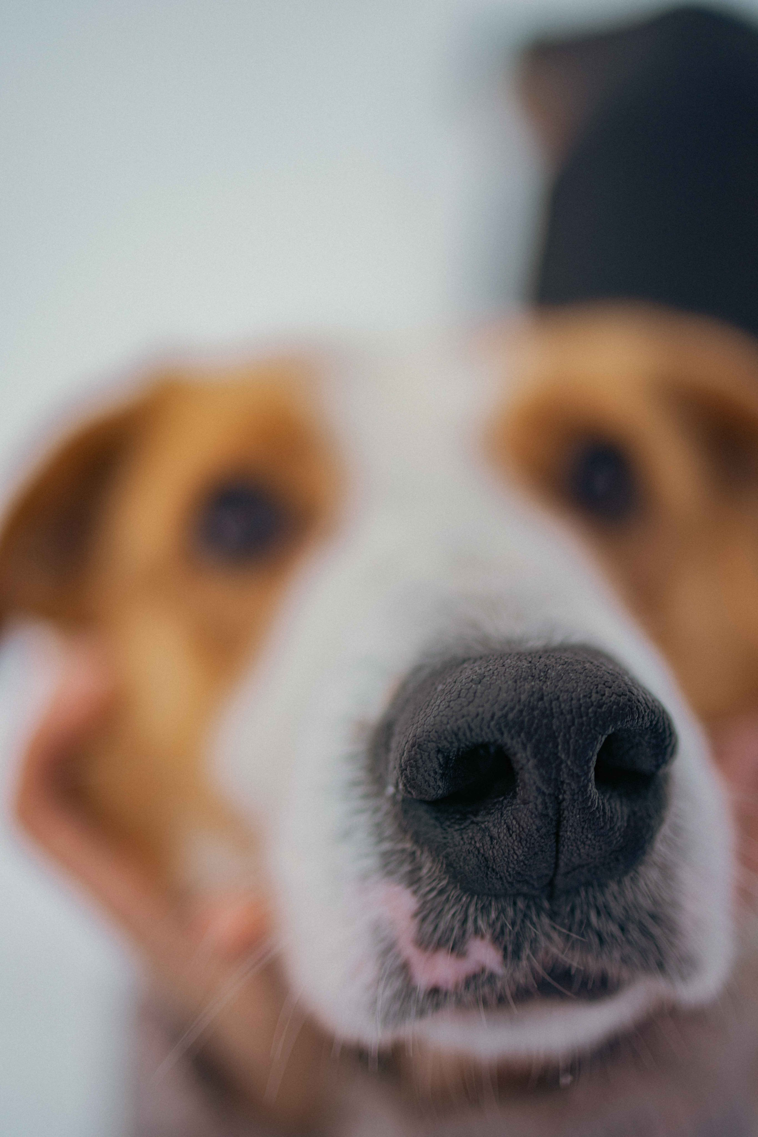 Петя. Фотограф-анималист в Москве Лера Черноног