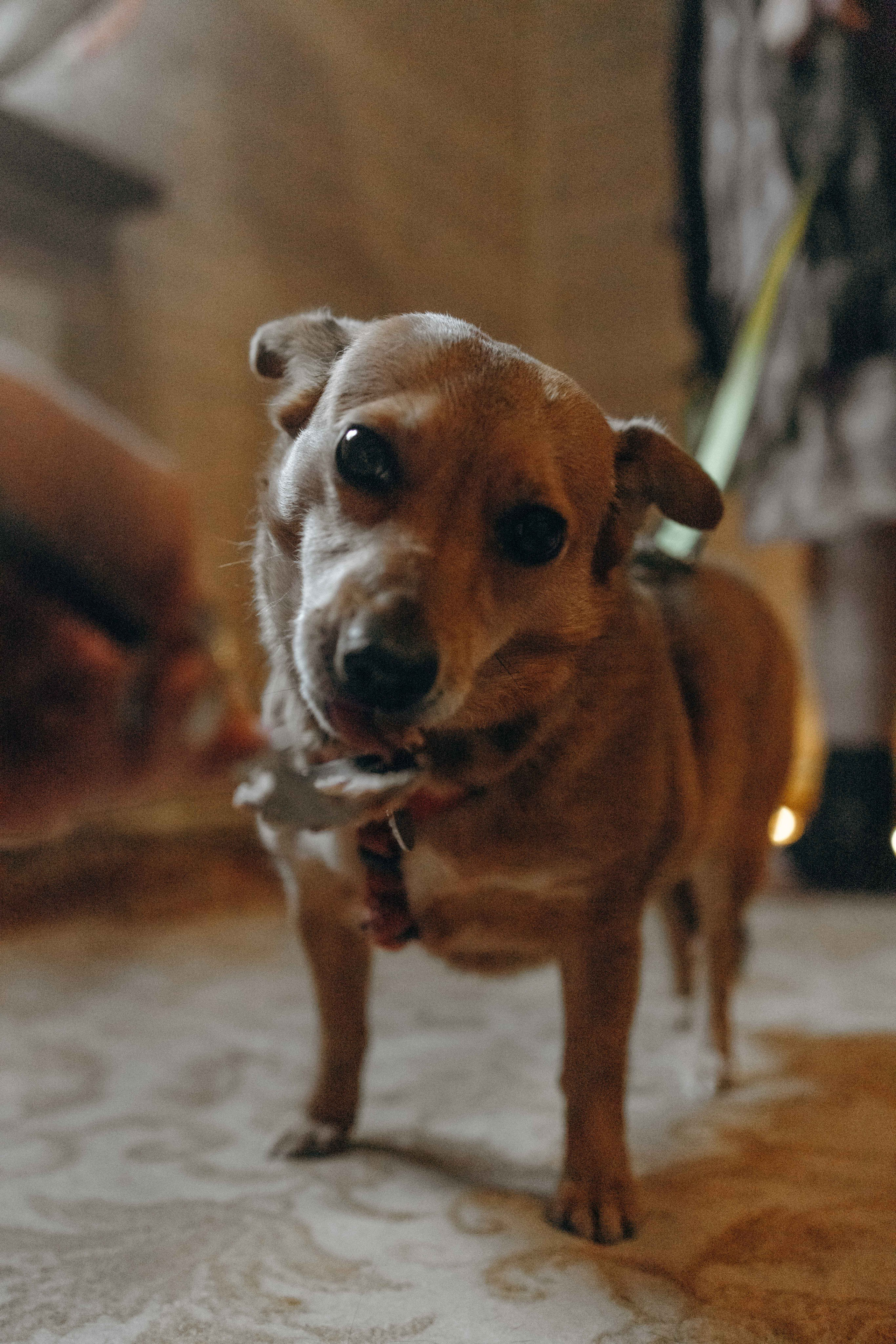 Передержка. Фотограф-анималист в Москве Лера Черноног