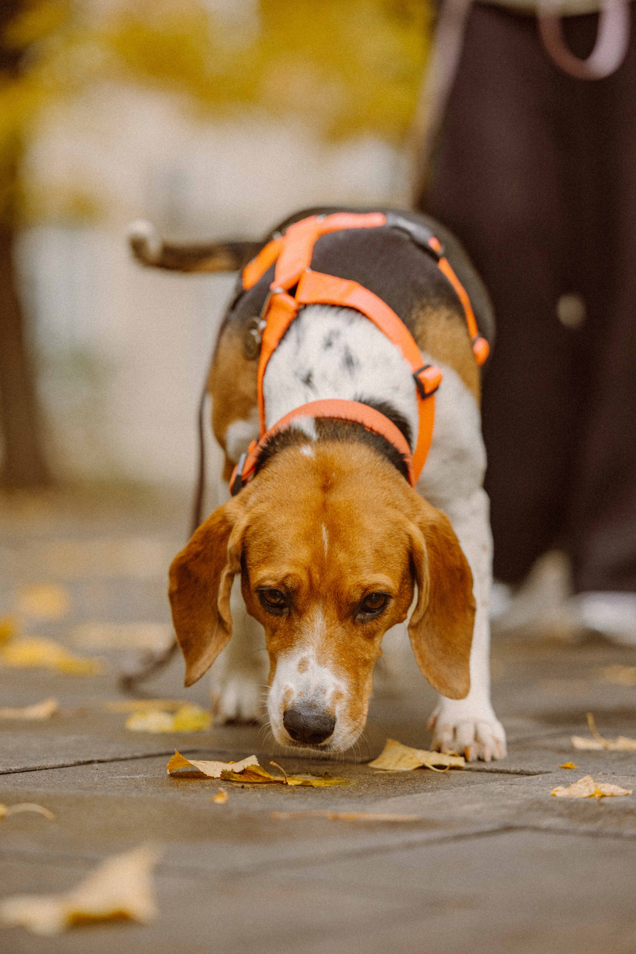 Света и Ива. Фотограф-анималист в Москве Лера Черноног