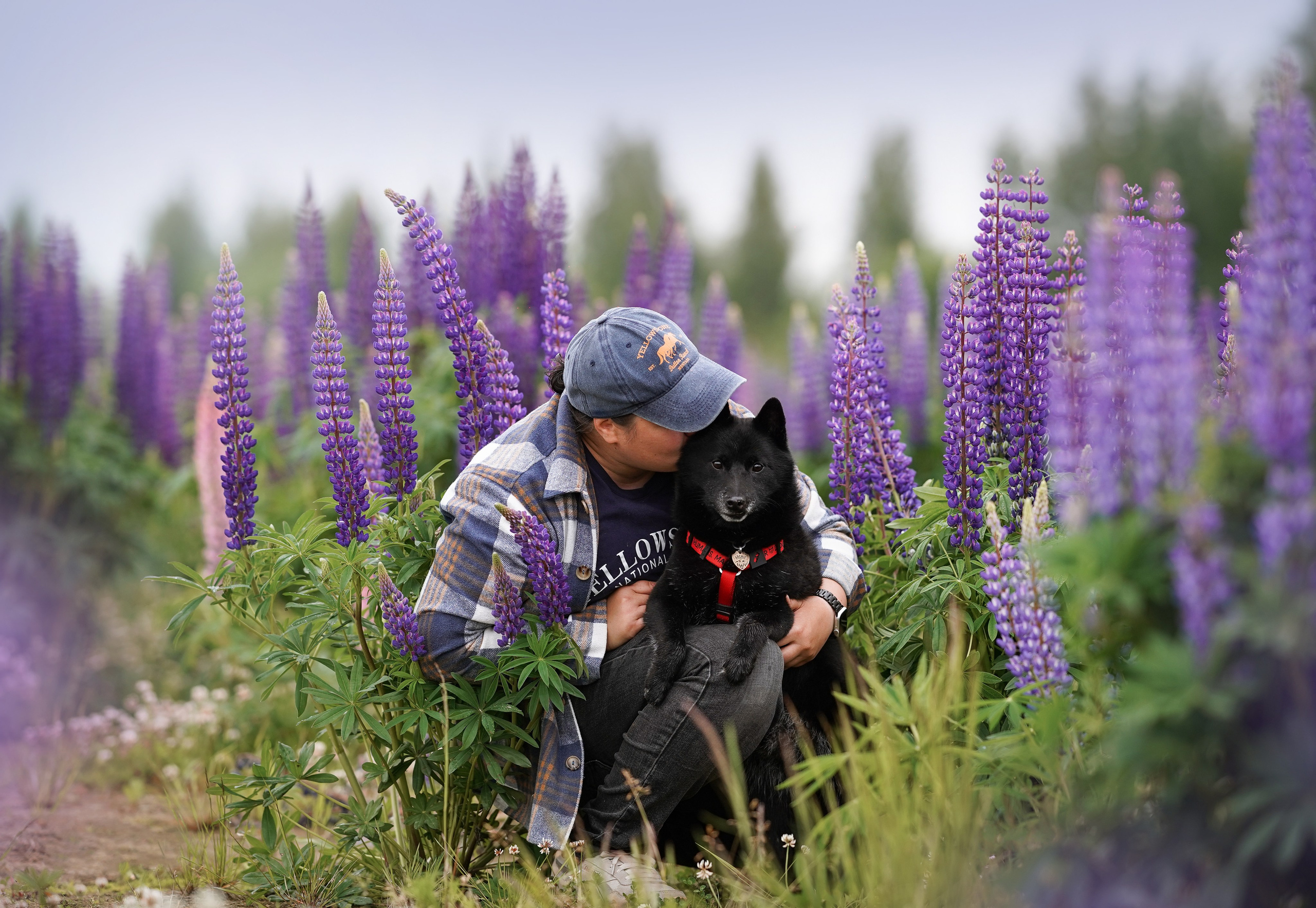 Аня Арчи и Панда в люпинах. Фотограф-анималист в Санкт-Петербурге Яна Мартынова