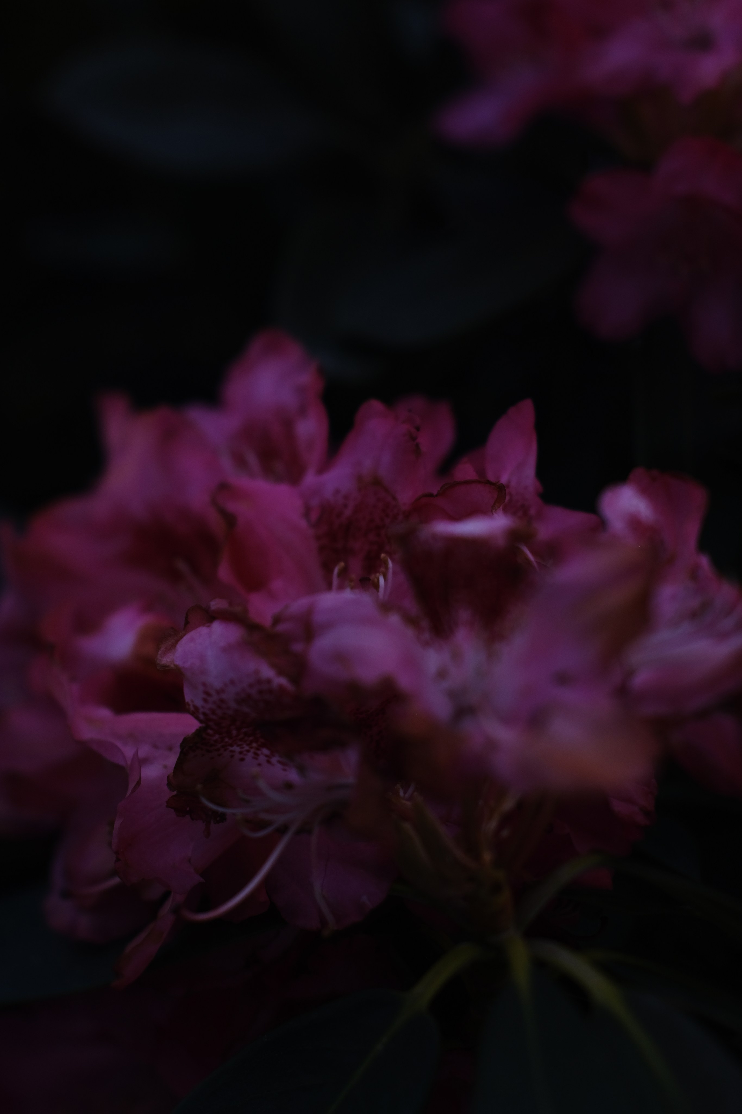 Художественные фото. Креативный фотограф в Москве Арапова Виталия