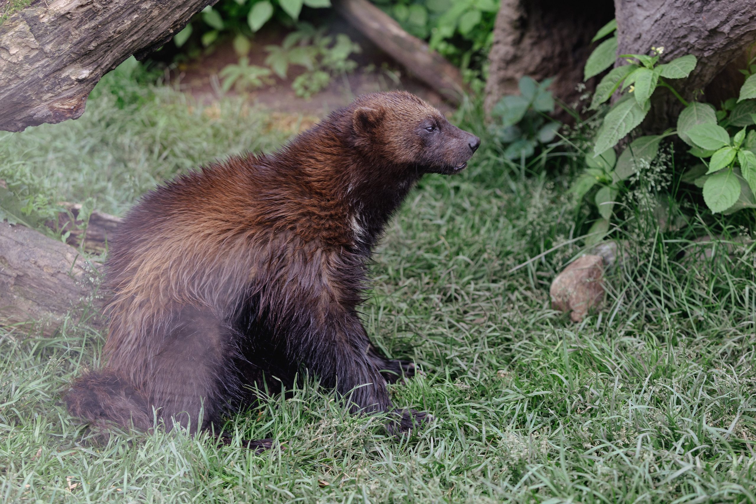 Московский зоопарк. Photographer Sonkina Tatiana (Tanya Ash)