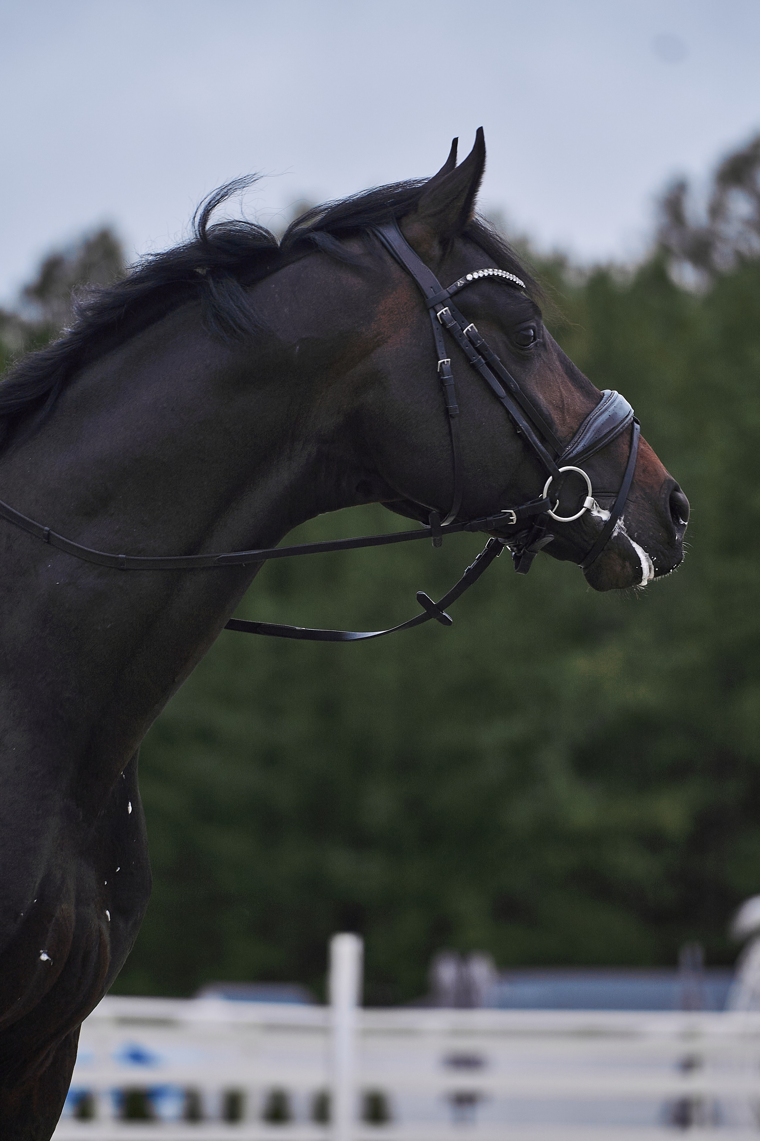 Анна и Наполи. Фотосессии с лошадьми в Москве, Новосибирске
