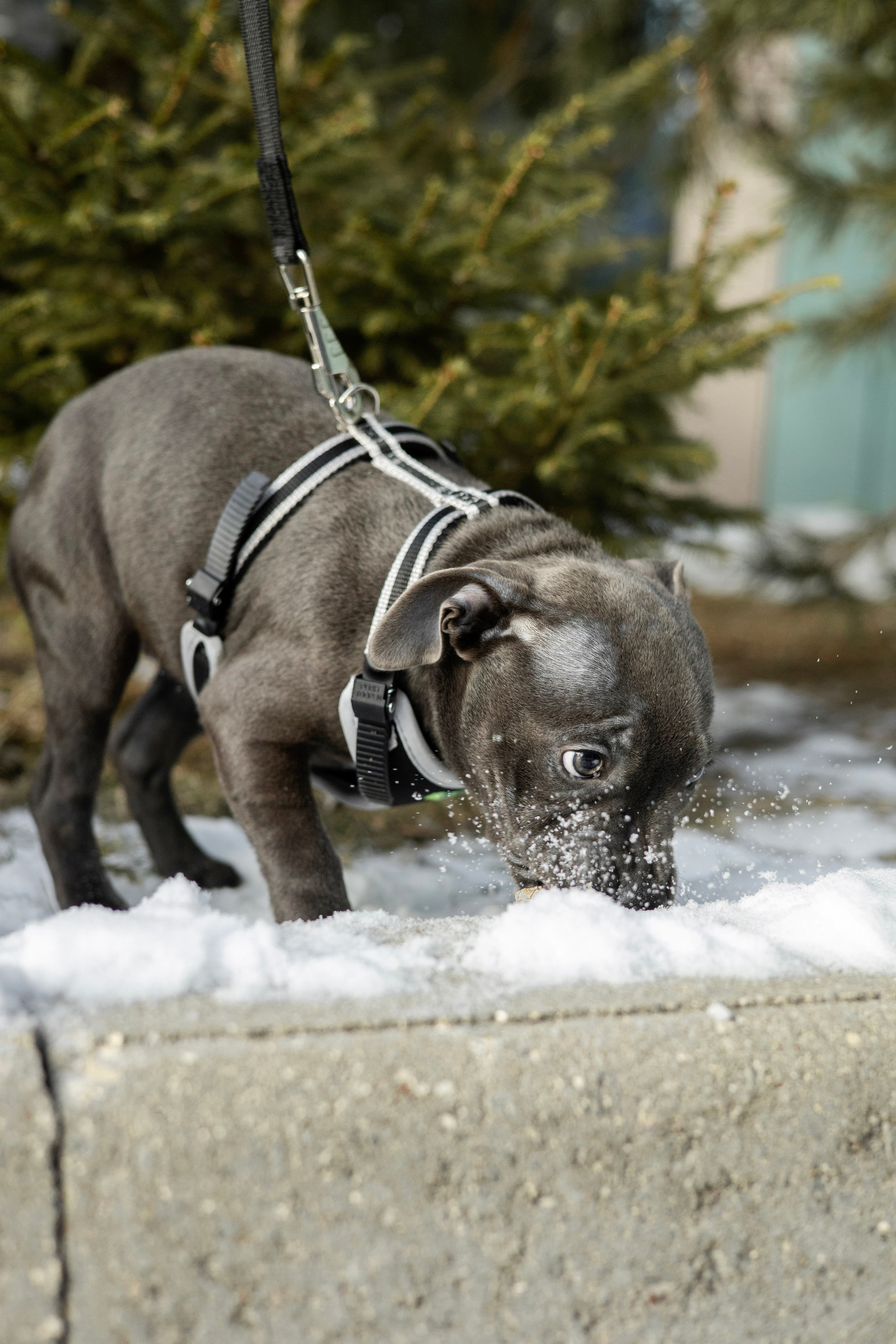 Дарси, Тимур и Юля. Фотограф-анималист Ксения Шевцова|Москва