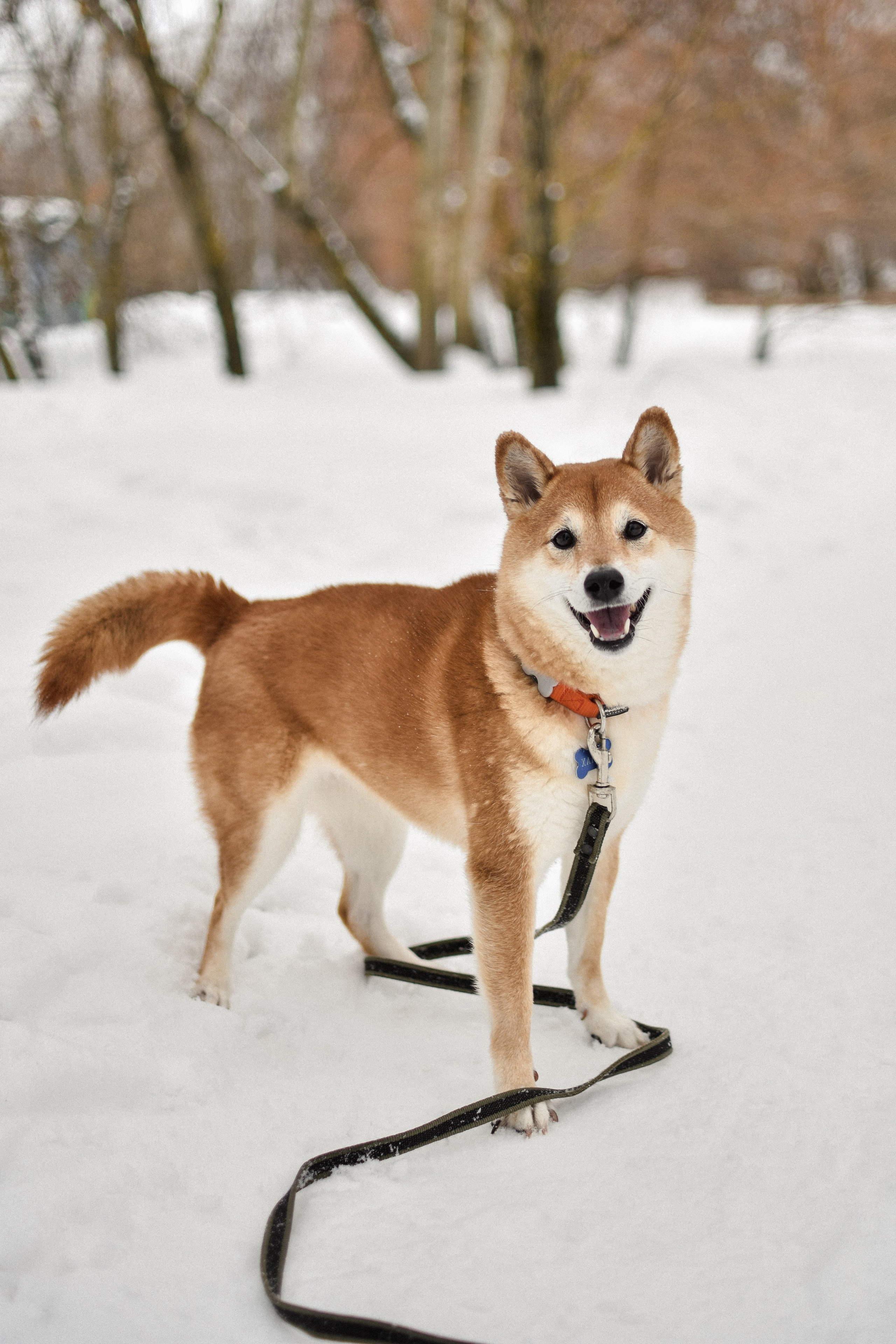 Ханна и Даша. Фотограф-анималист Ксения Шевцова|Москва