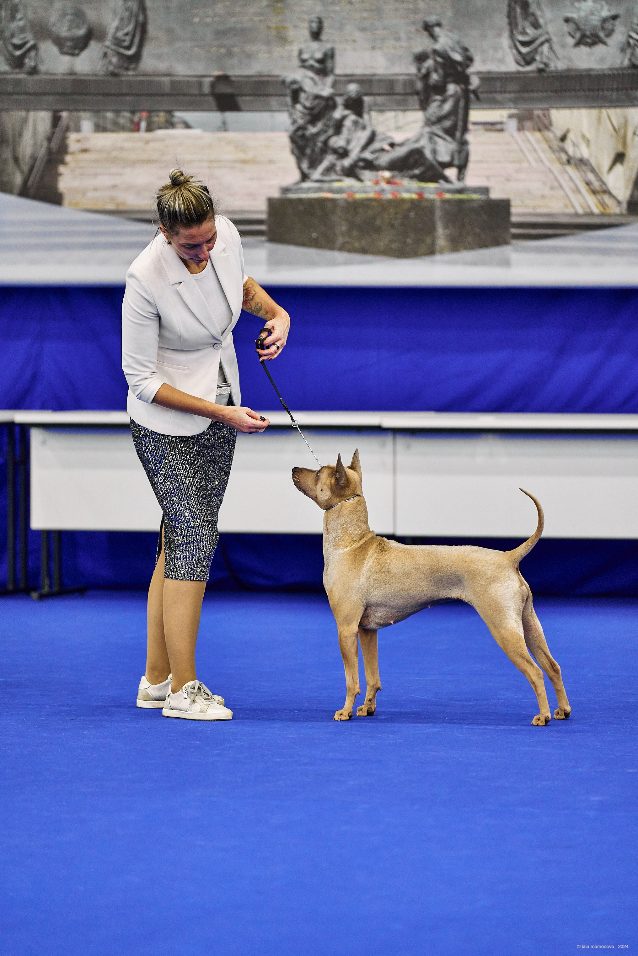 РЕЙТИНГОВАЯ ВЫСТАВКА СОБАК ВСЕХ ПОРОД С ОСОБЫМ СТАТУСОМ"НЕВСКИЙ ПОБЕДИТЕЛЬ-2024-1"