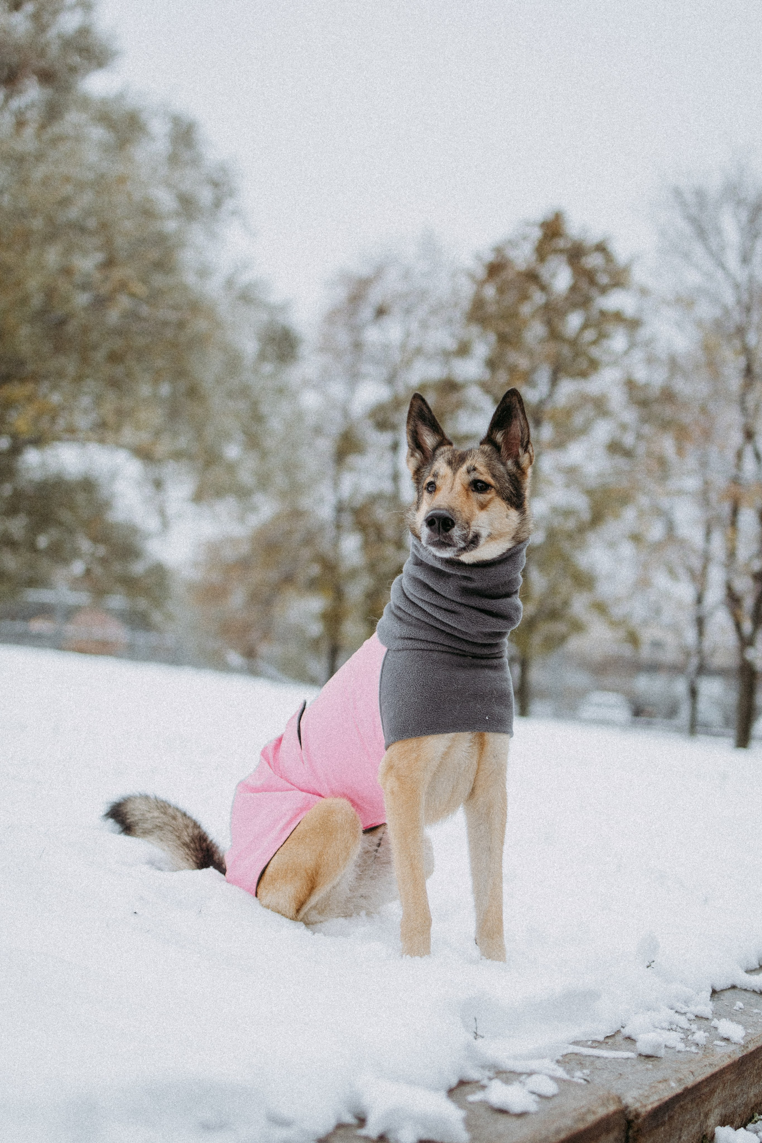 Саша, Ксюша и их банда. Фотораф — анималист Мария Шистка