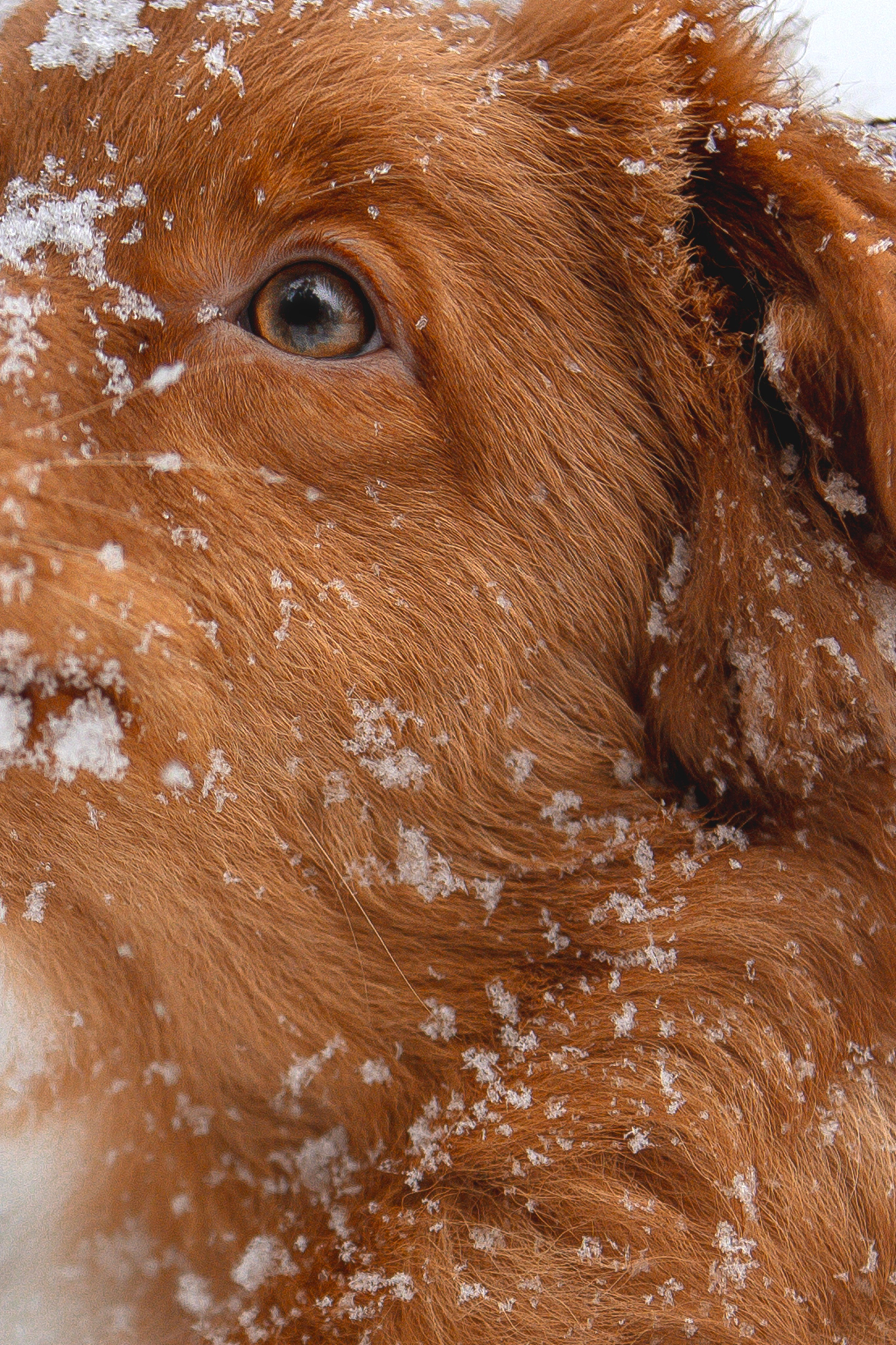 Руби, Николь, Кирилл и Мила. Фотограф анималист в Москве Майорова Евгения