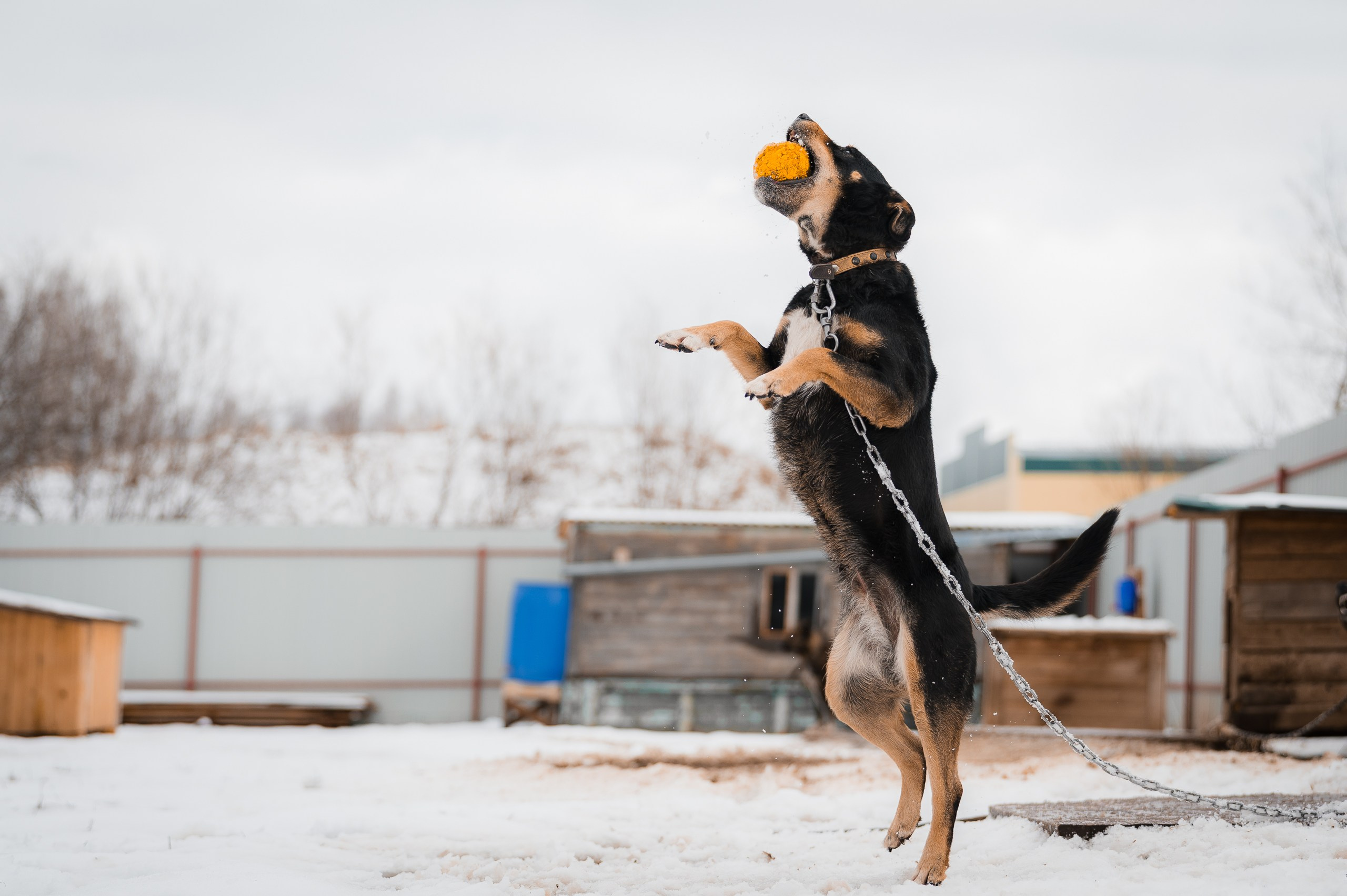 Кира. Улыбка собаки — спасение и пристройство бездомных собак