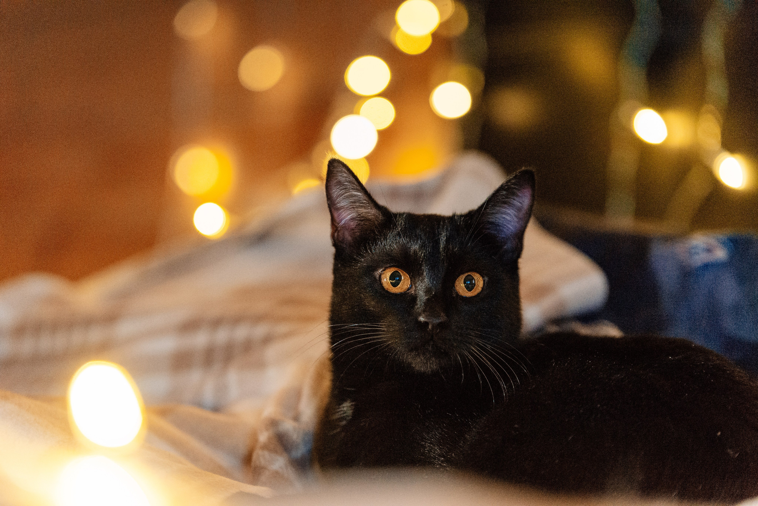 Питомец в кадре. Фотограф-анималист Анастасия Парфенова|Екатеринбург