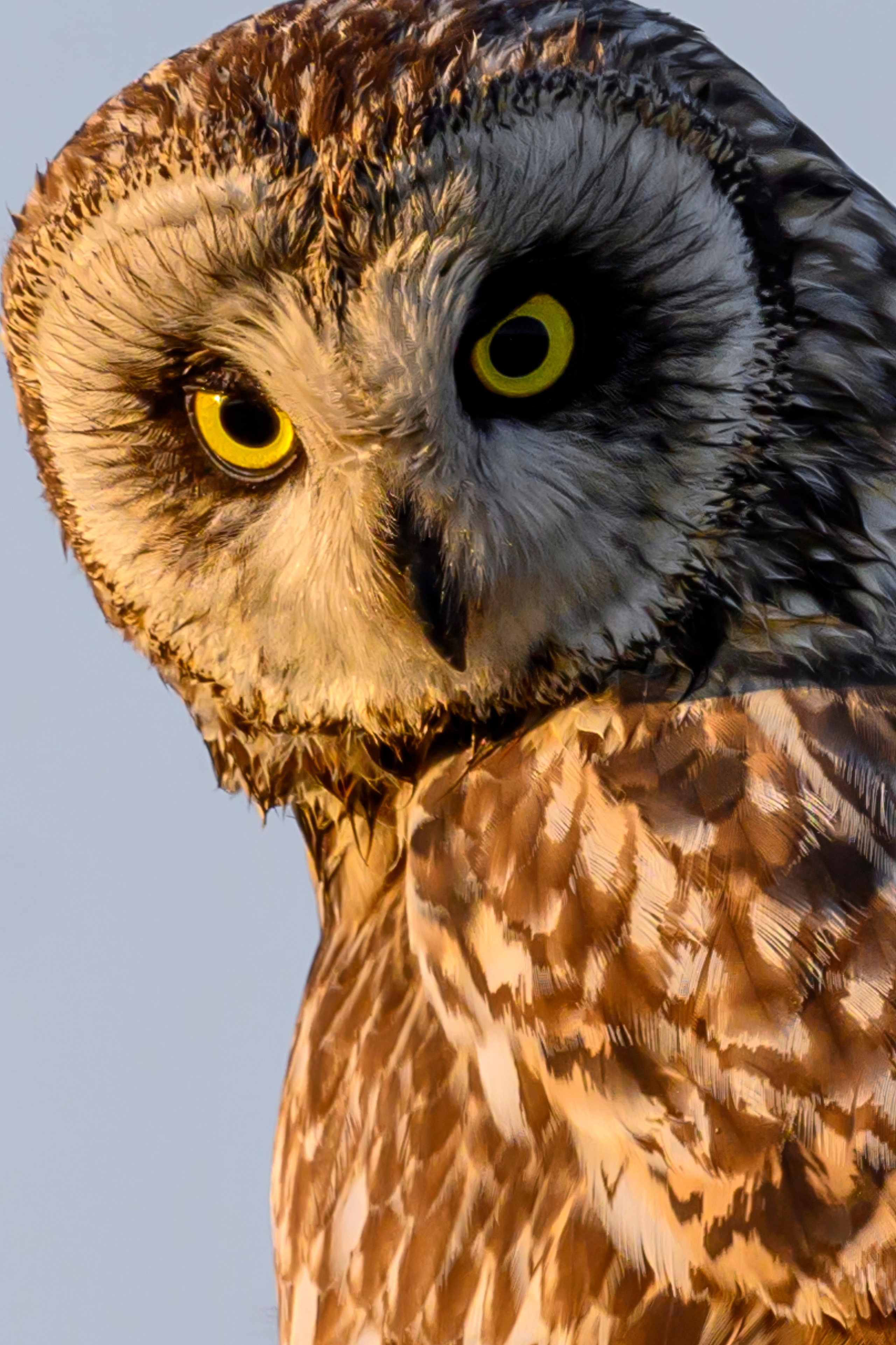 Совы и веретенники. Фотограф Сергей Пупонин
