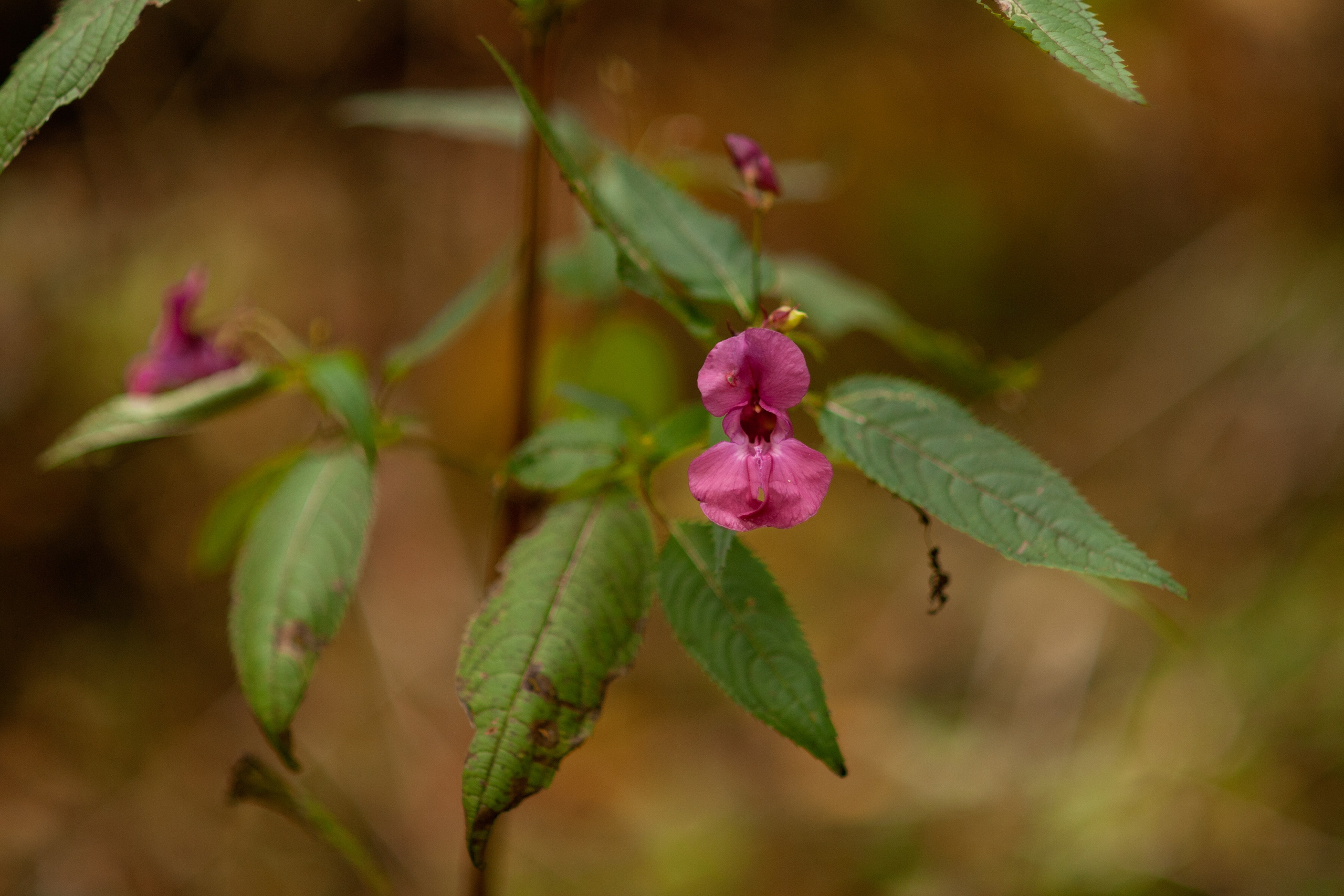 Евдокия. Выпускные альбомы Москва и МО. Школьный и семейный фотограф