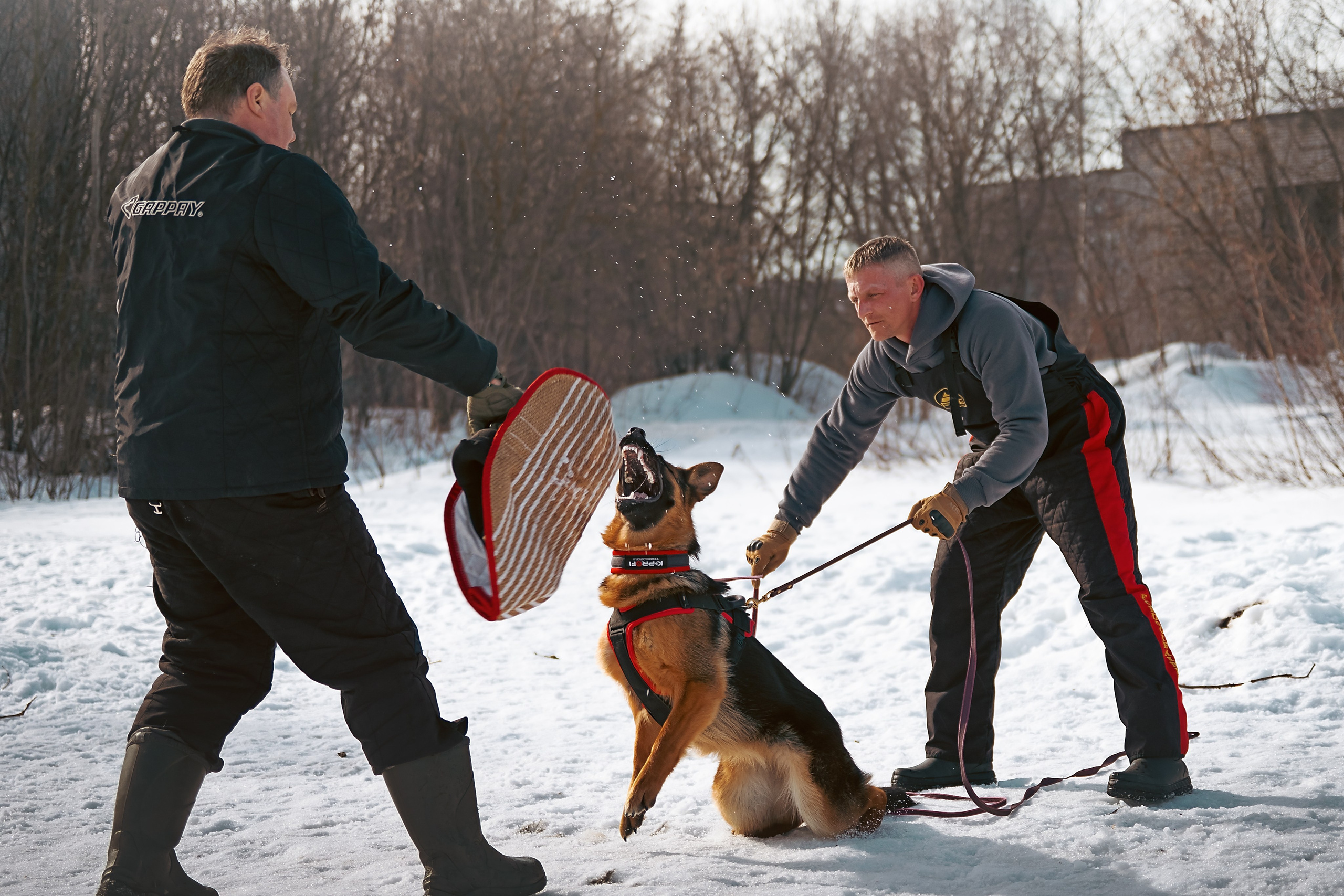 Репортажная съемка. Фотограф-анималист Нижний Новгород