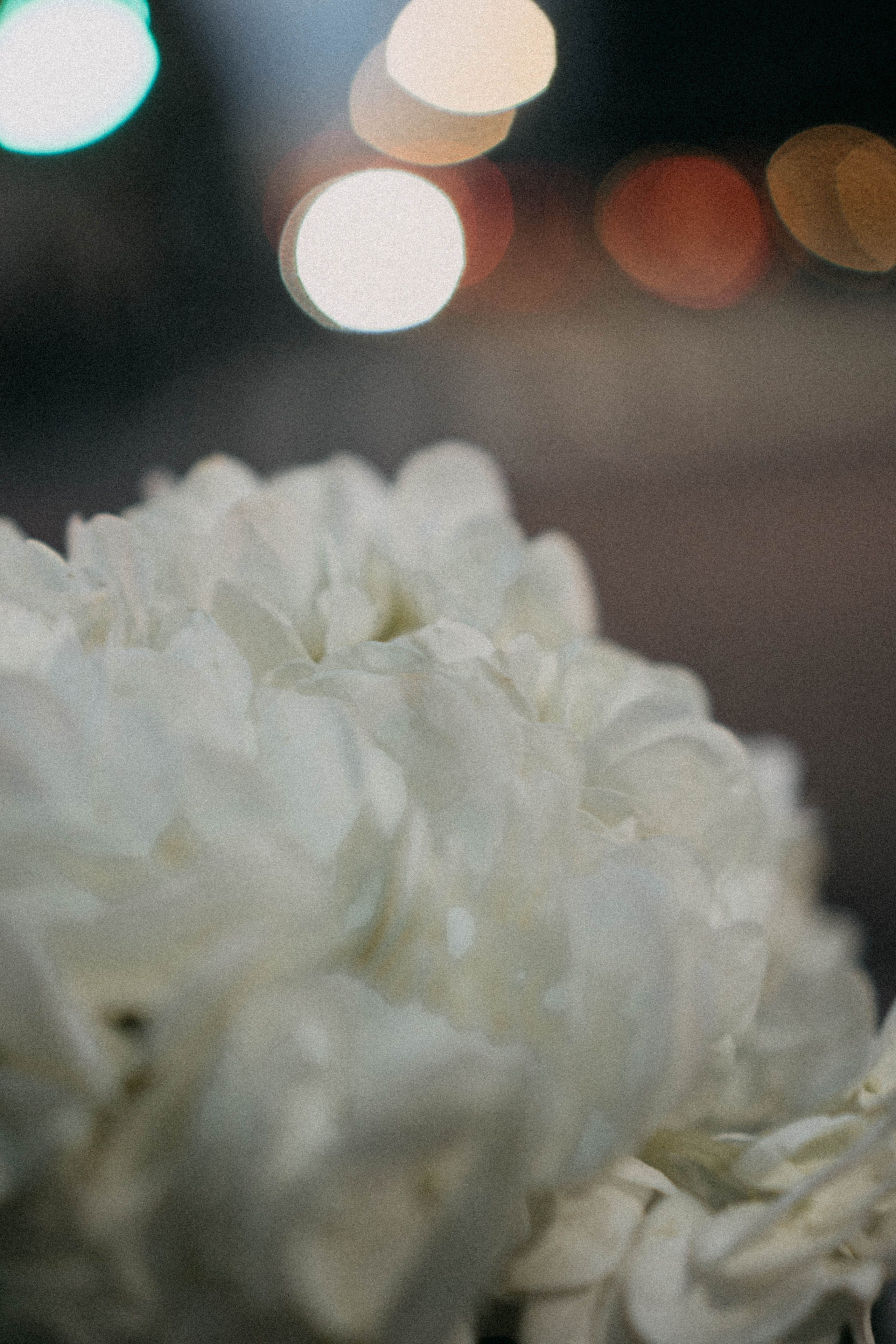 Осенняя. Профессиональный фотограф, Санкт-Петербург — Виктория Богомолова