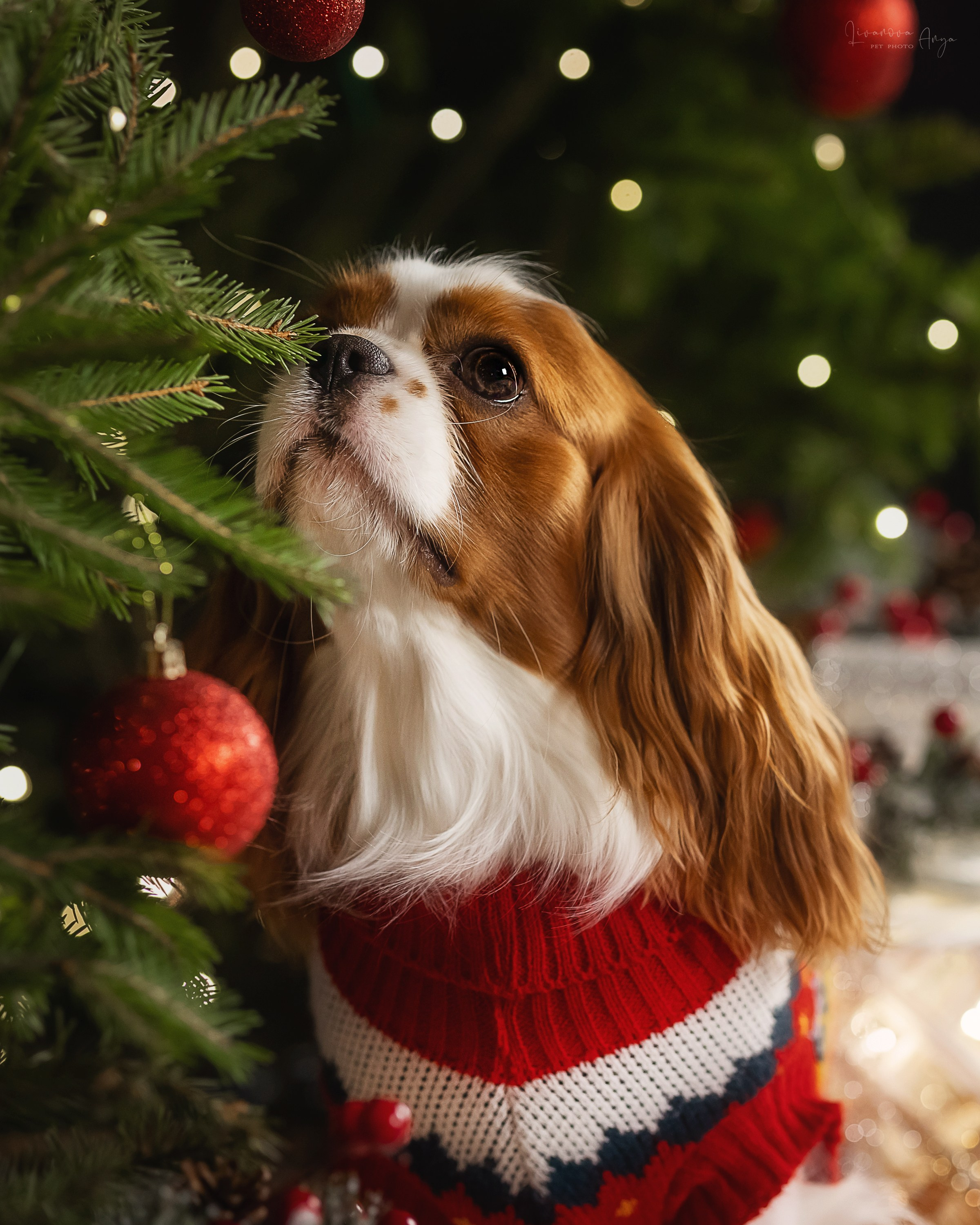 Фотодень_2 2025. Фотограф анималист Аня Ливанова | Рыбинск