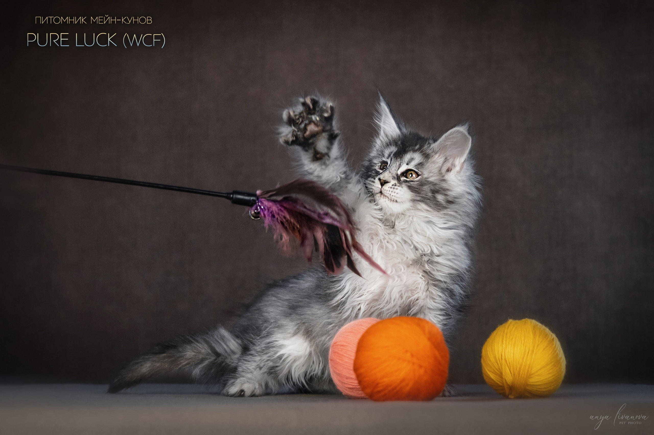 Мейнкуны. Фотограф анималист Аня Ливанова | Рыбинск