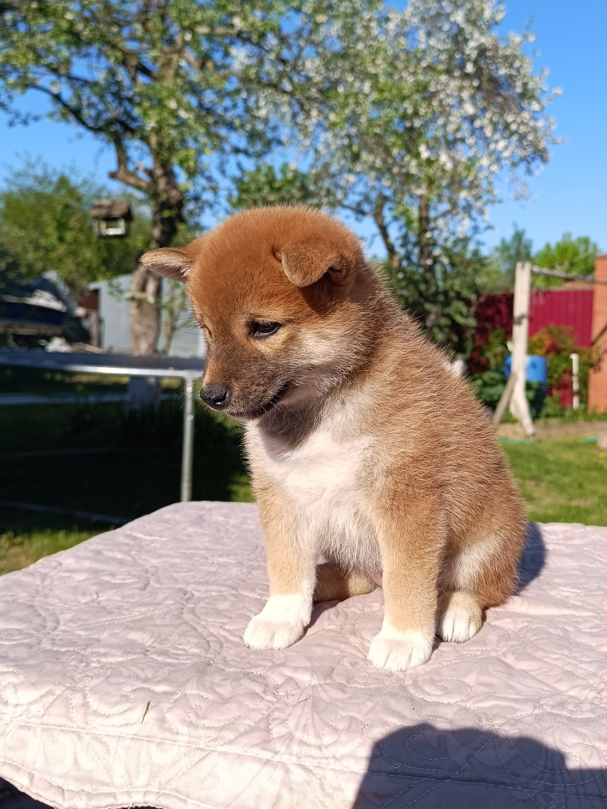 Сиба Rubylight Fumiko питомник Рубилайт