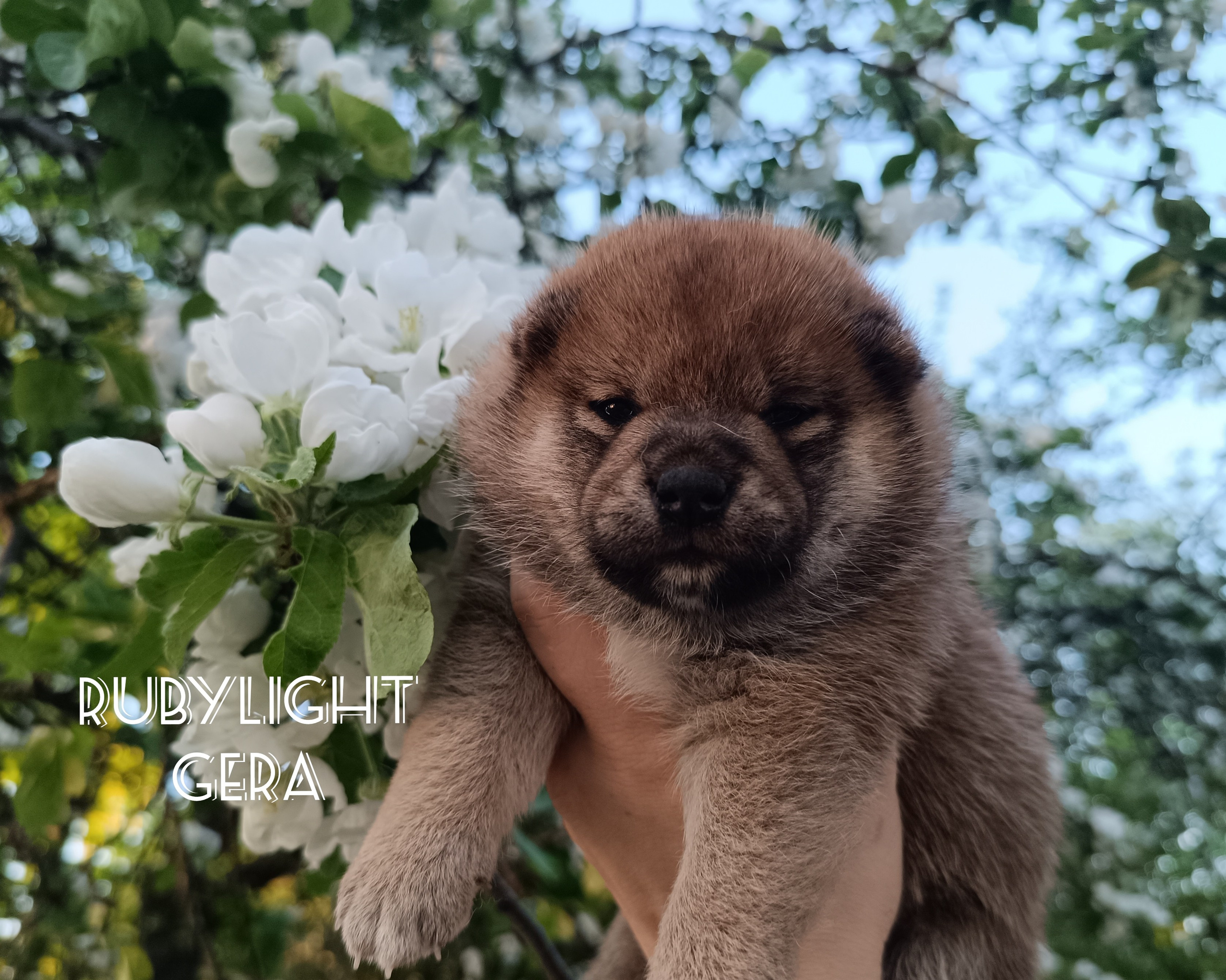 сиба питомник Рубилайт щенки на продажу rubylight  сиба щенки купить СПб Санкт-Петербург