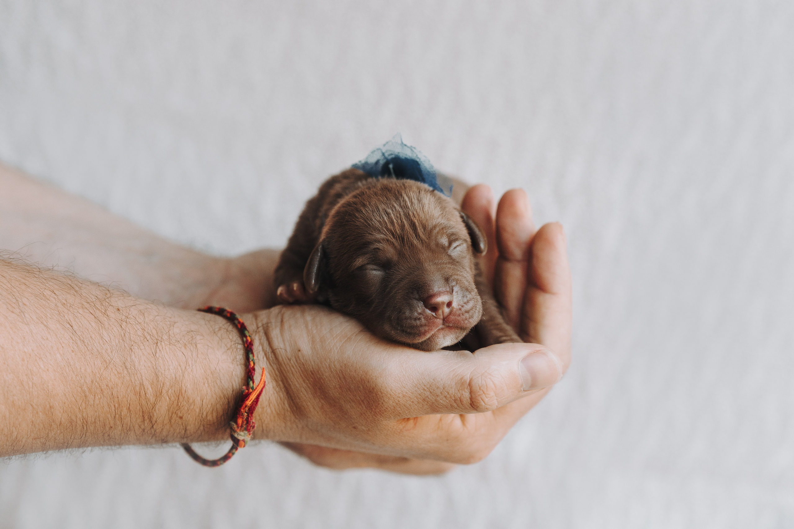 Прайтеры. Фотограф анималист Осипчикова Мария